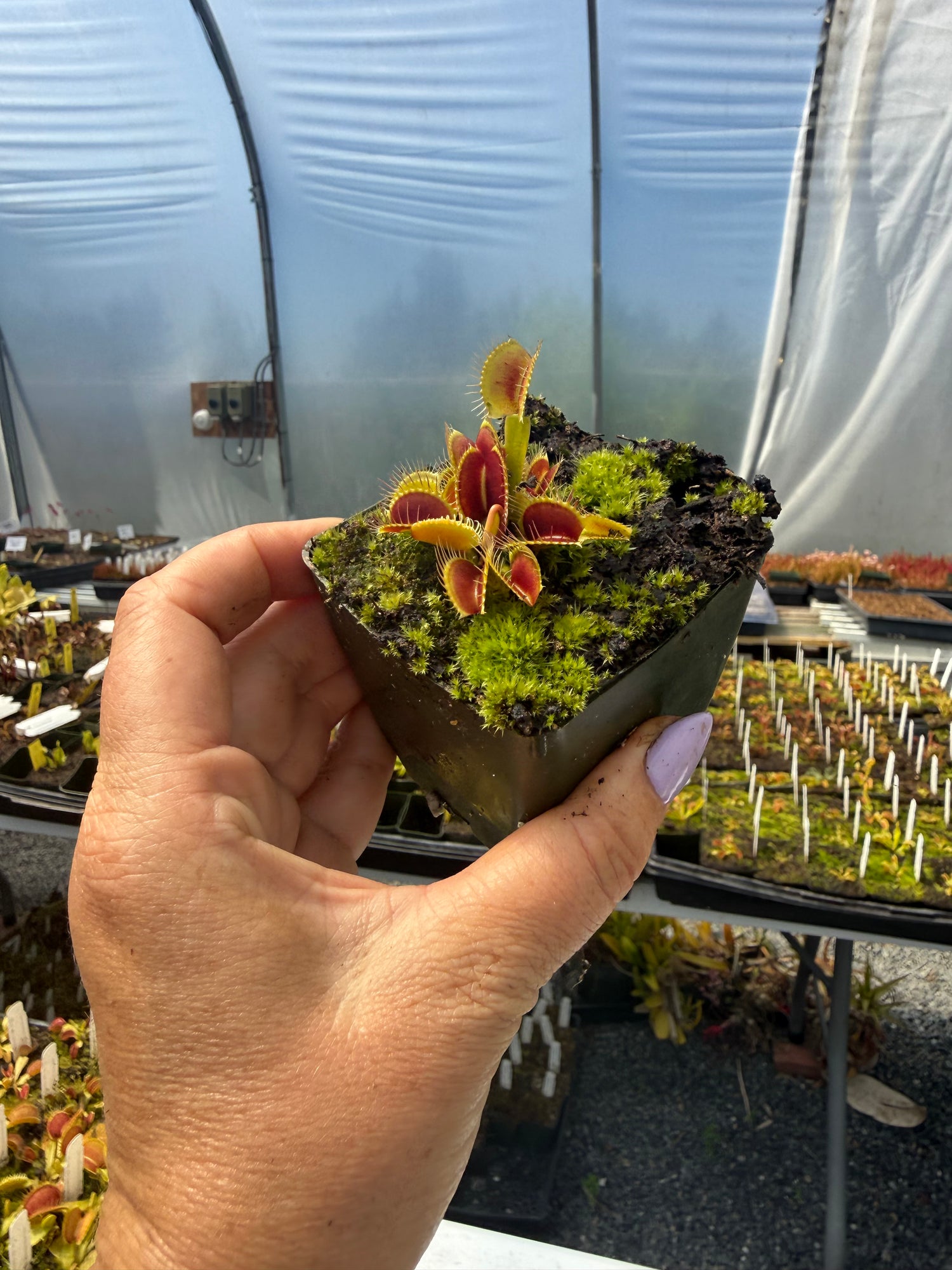 Dionaea m. “Giant Upright Burgundy Traps” JH Potted