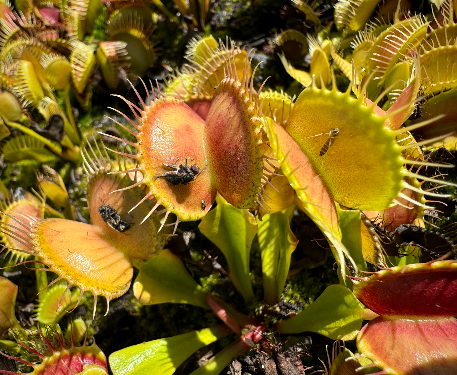 Dionaea m. 'Paradisa' Potted