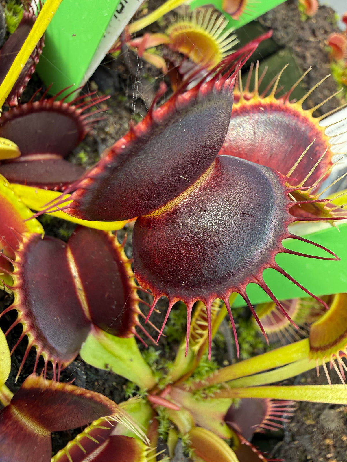 Dionaea m. “Black Mamba” Potted