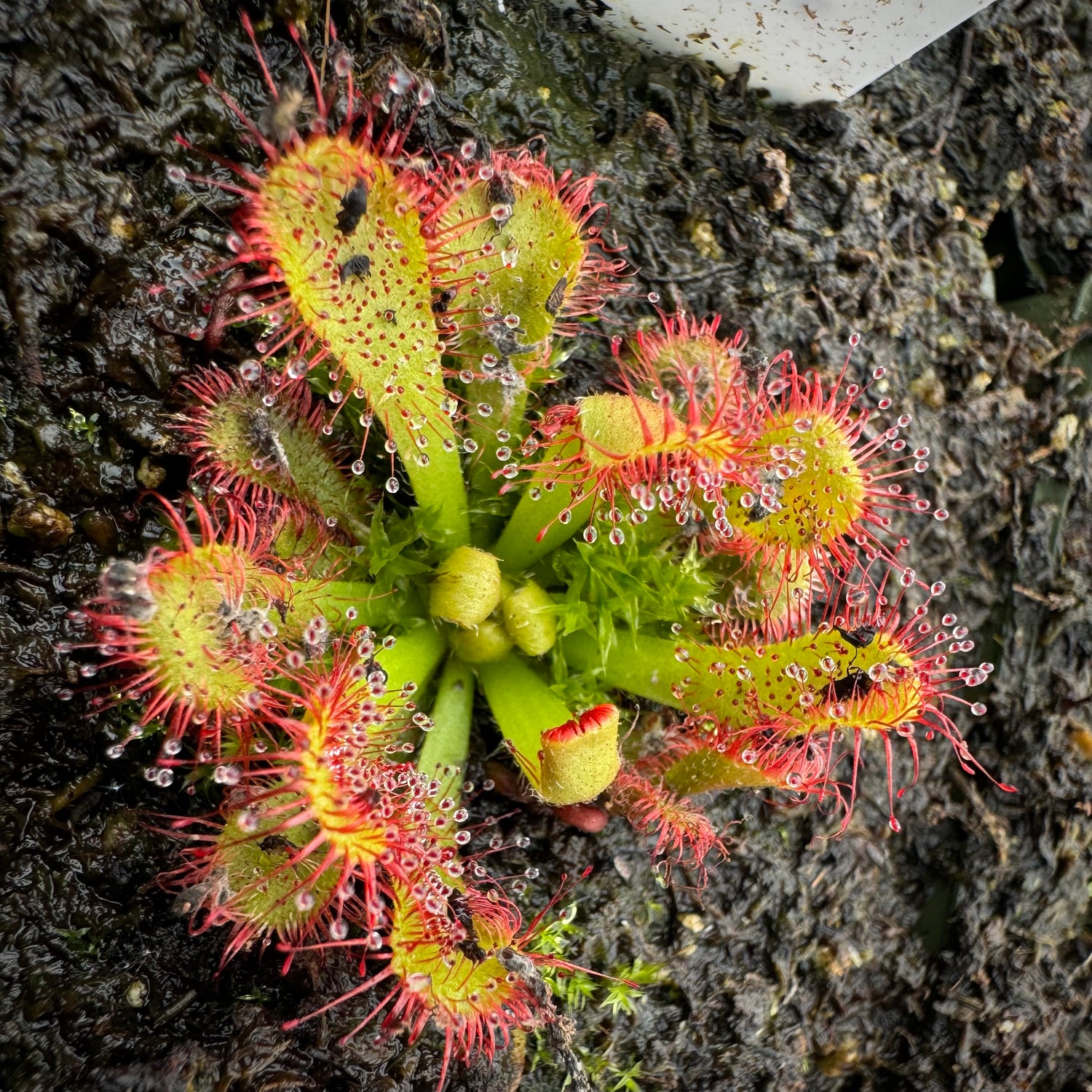 Drosera venusta “George near Oudtshorn, RSA” Potted