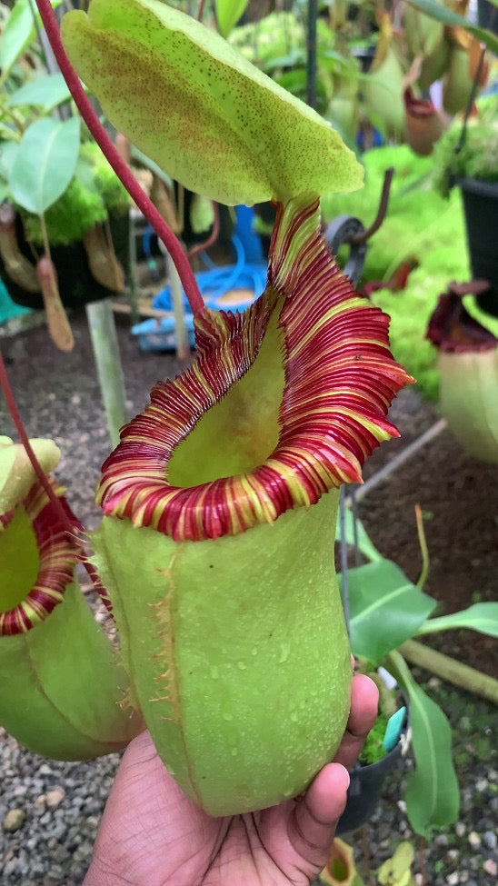 Nepenthes sibuyanensis x (veitchii x lowii ) Potted