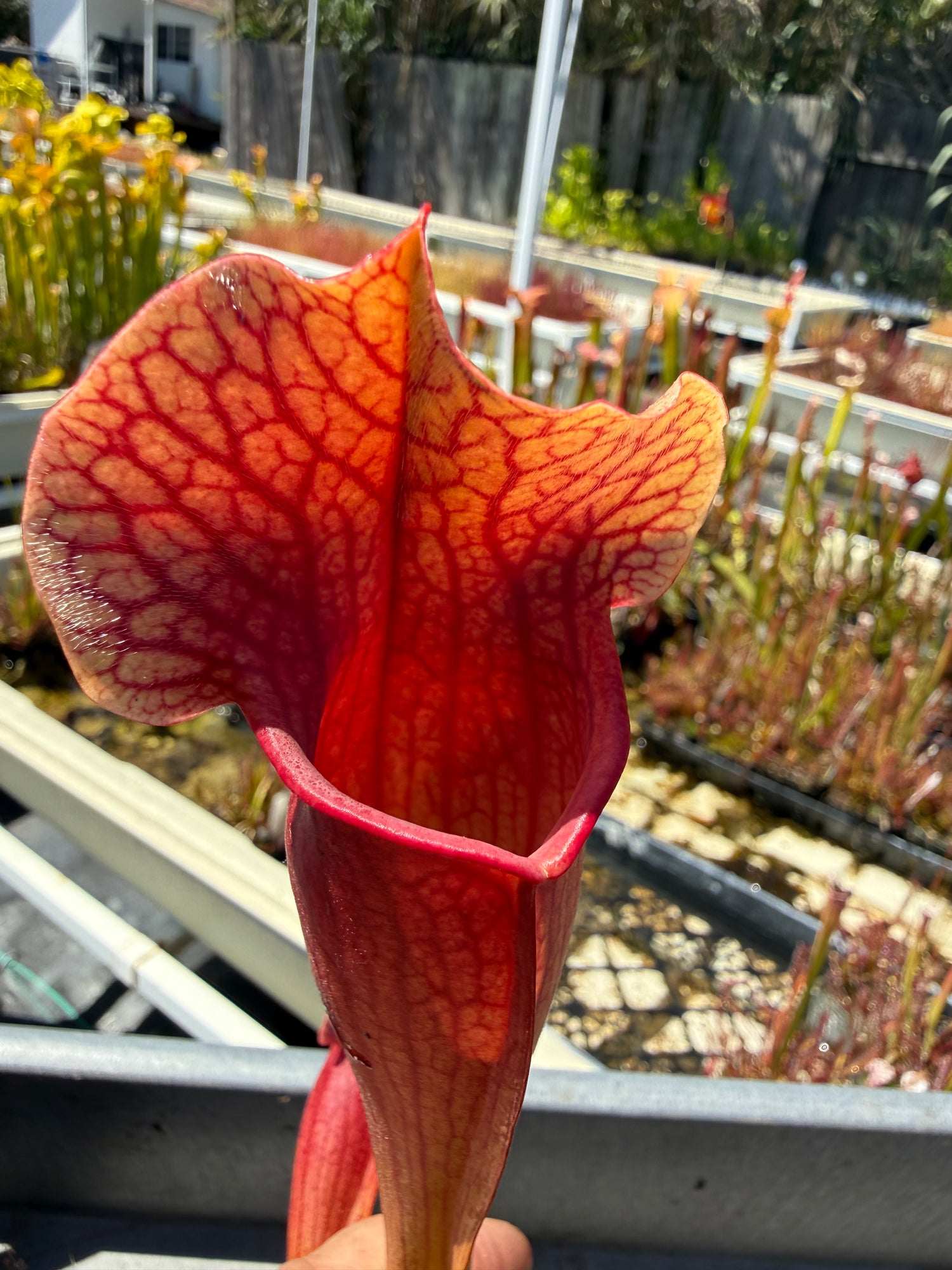 Sarracenia ( x mitchelliana “Dark Burgundy” ) x ( x ‘Simone’ ) Potted