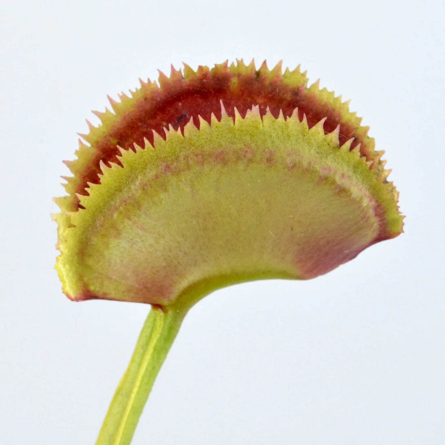 Dionaea m. ‘FTS Trigger Happy' Potted