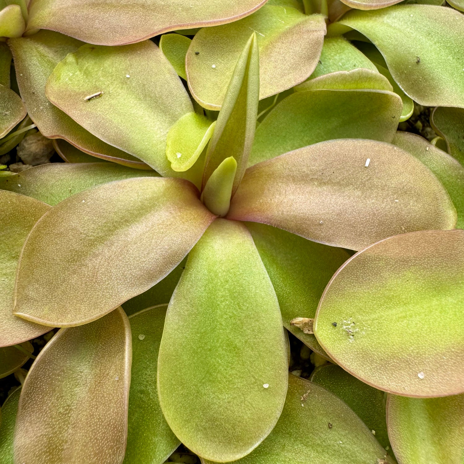 Pinguicula x ‘Riva’ BARE ROOT
