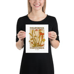 Person holding a poster with 'California Carnivores' design on a white background