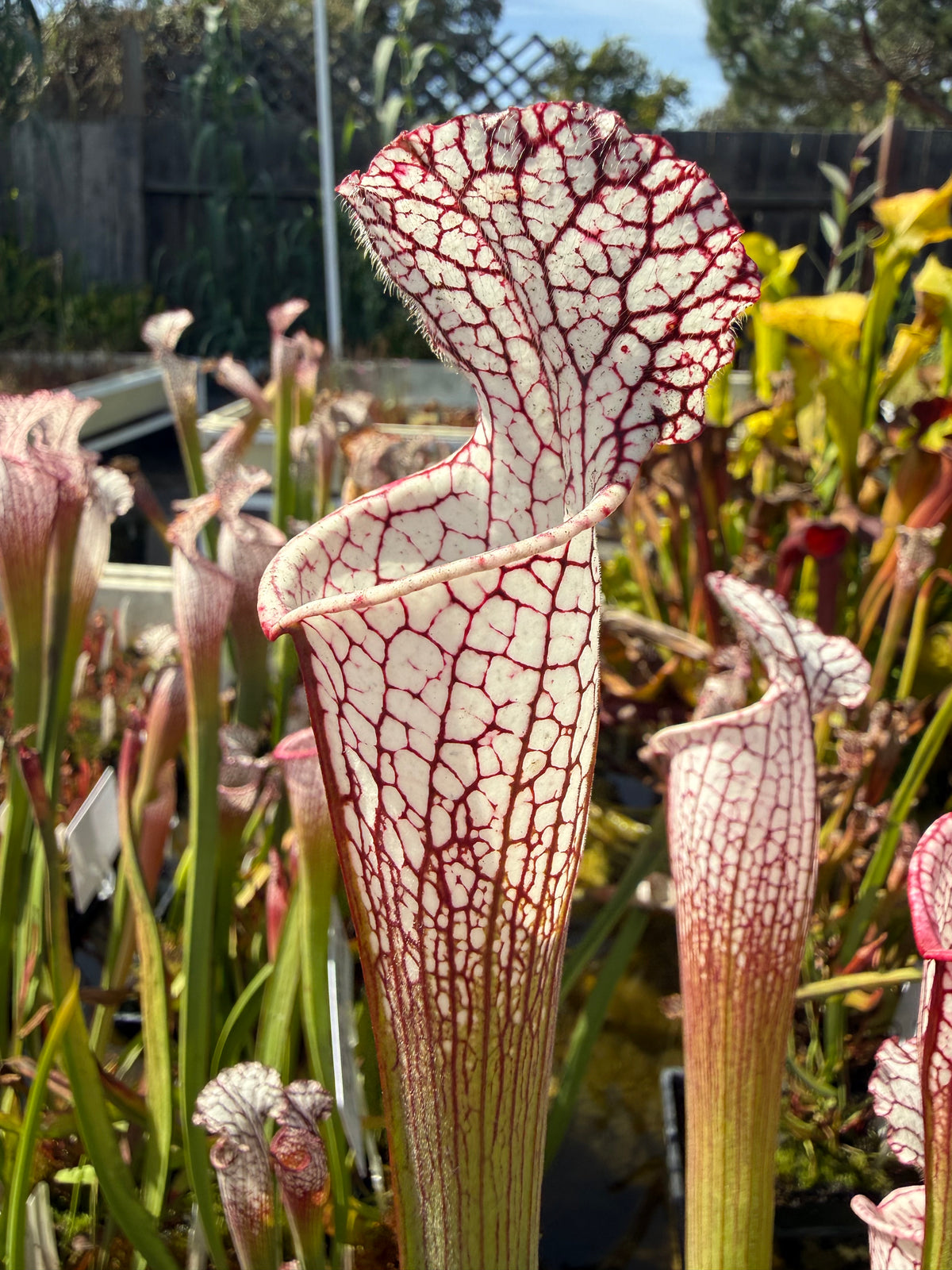 Sarracenia leucophylla Baldwin Co. “Puffy Cheeks” Potted