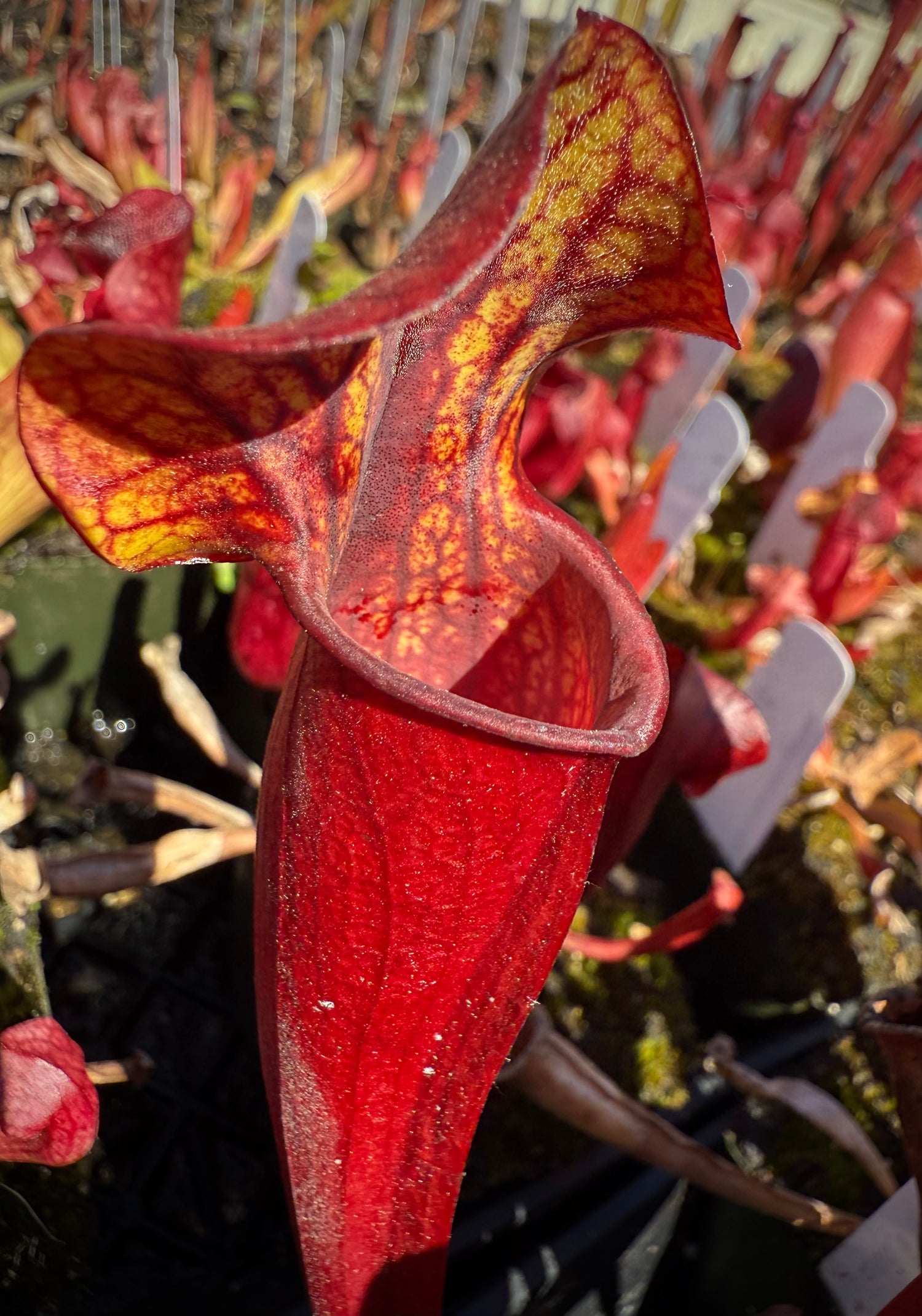 Sarracenia [( x ‘Royal Ruby’ ) x purp venosa ‘Red Ruffles’] x flava var. atropurpurea Potted