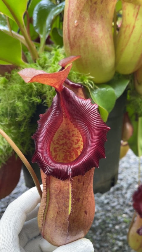 Nepenthes robcantleyi x ( sibuyanensis x ventricosa ) Potted