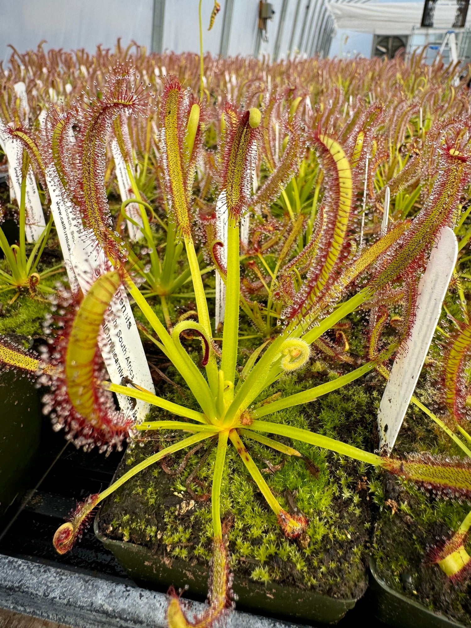 Drosera capensis “Stellenbosch, South Africa” Potted