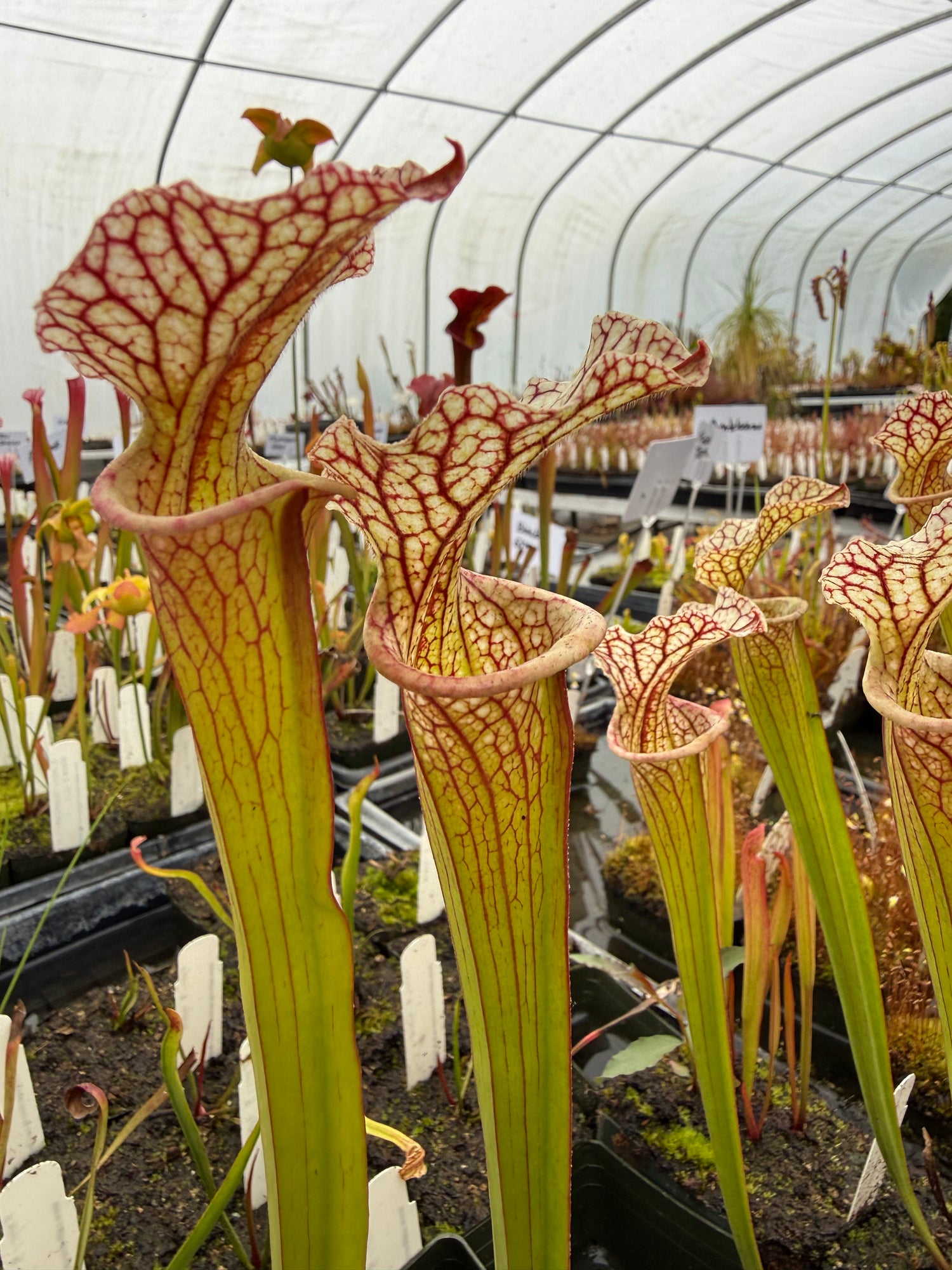 Sarracenia leucophylla “Purple Lips” x ( x ‘Doreen’s Colossus’ ) Potted