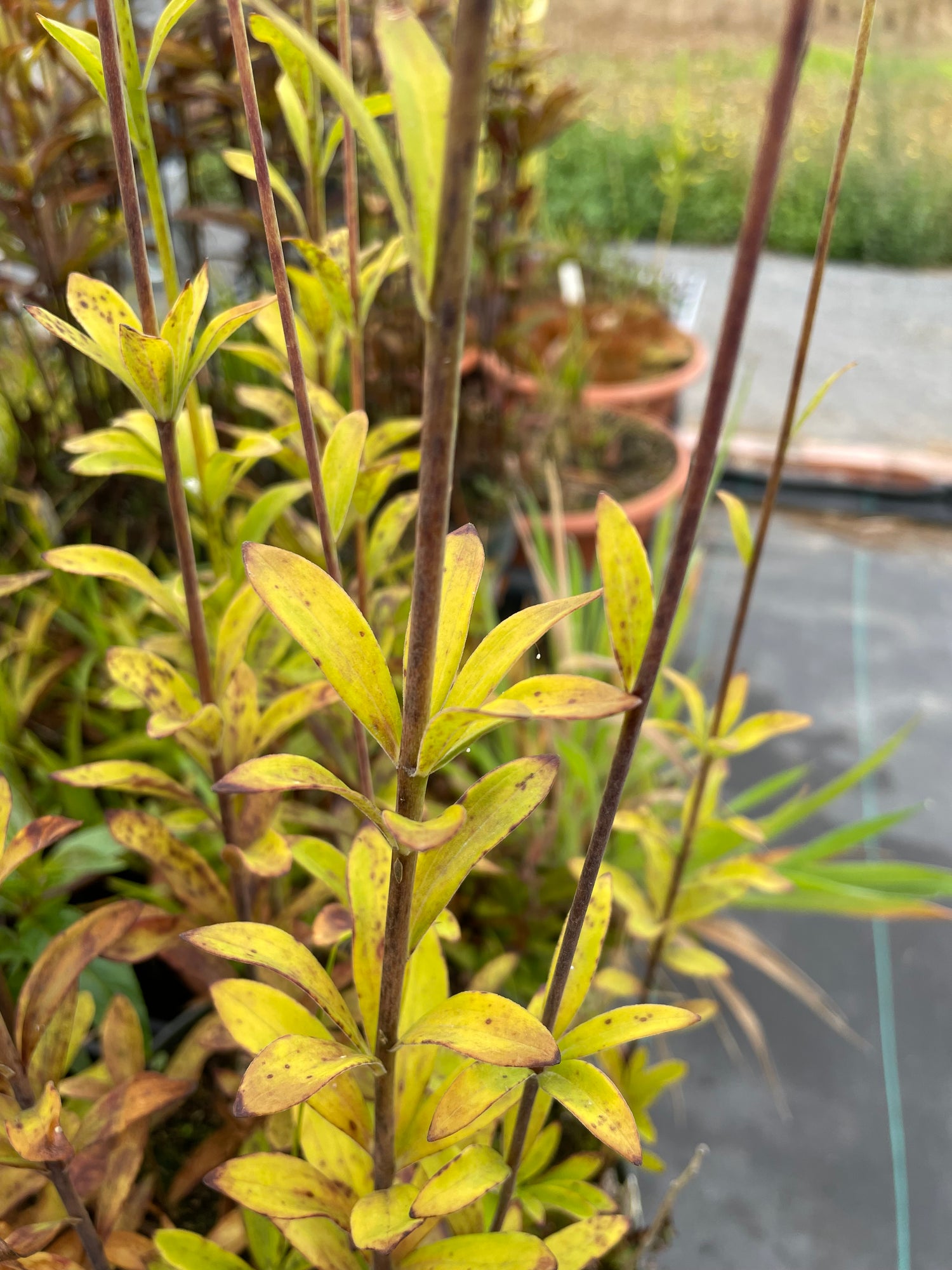 Lilium iridollae Potted