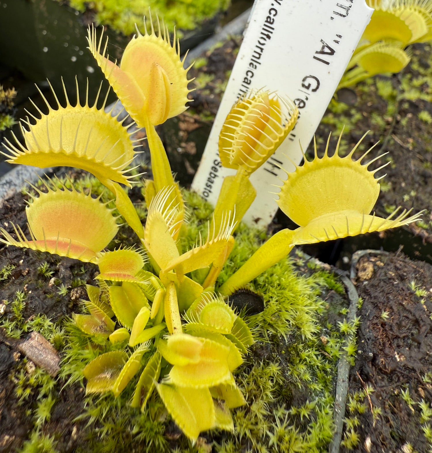 Dionaea m. “All Green” JH Potted