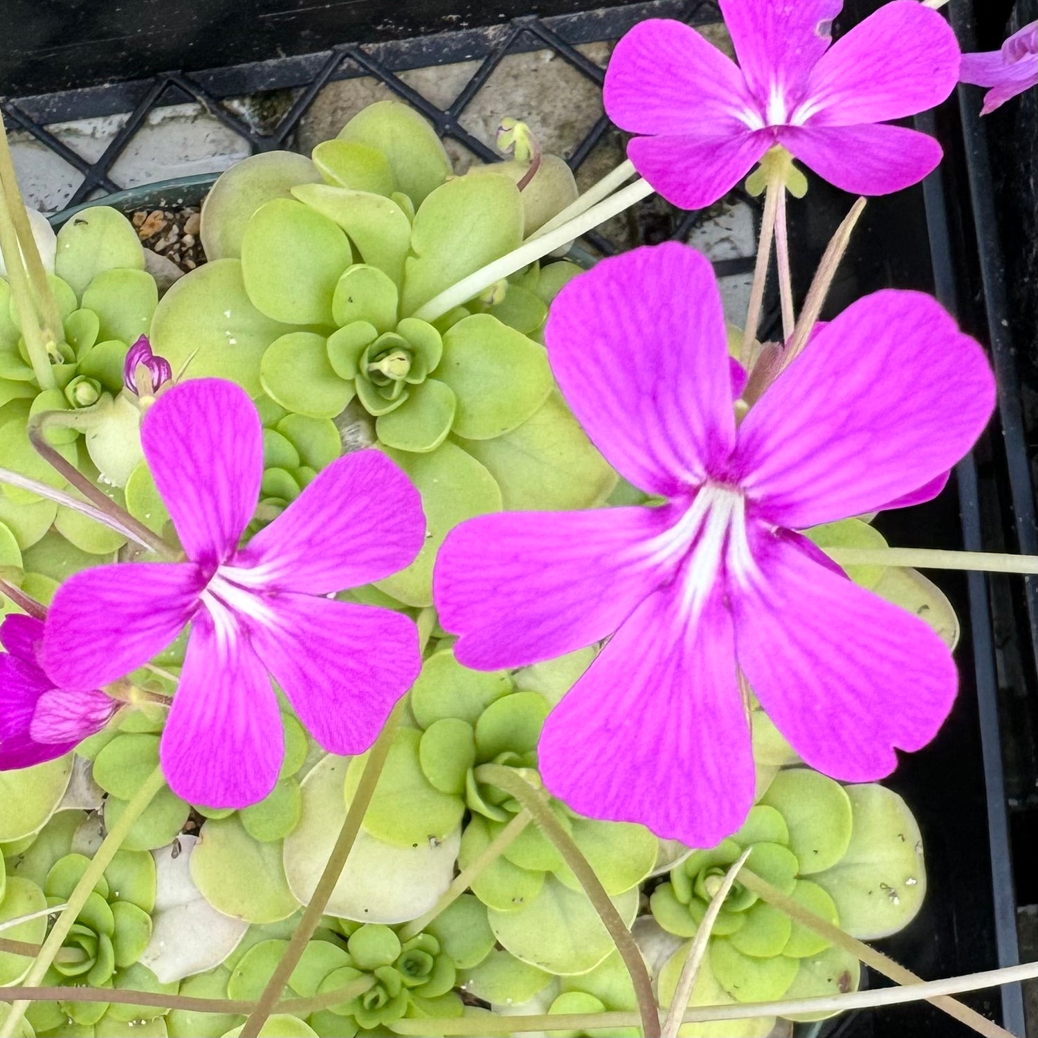 Pinguicula moranensis "J" BARE ROOT