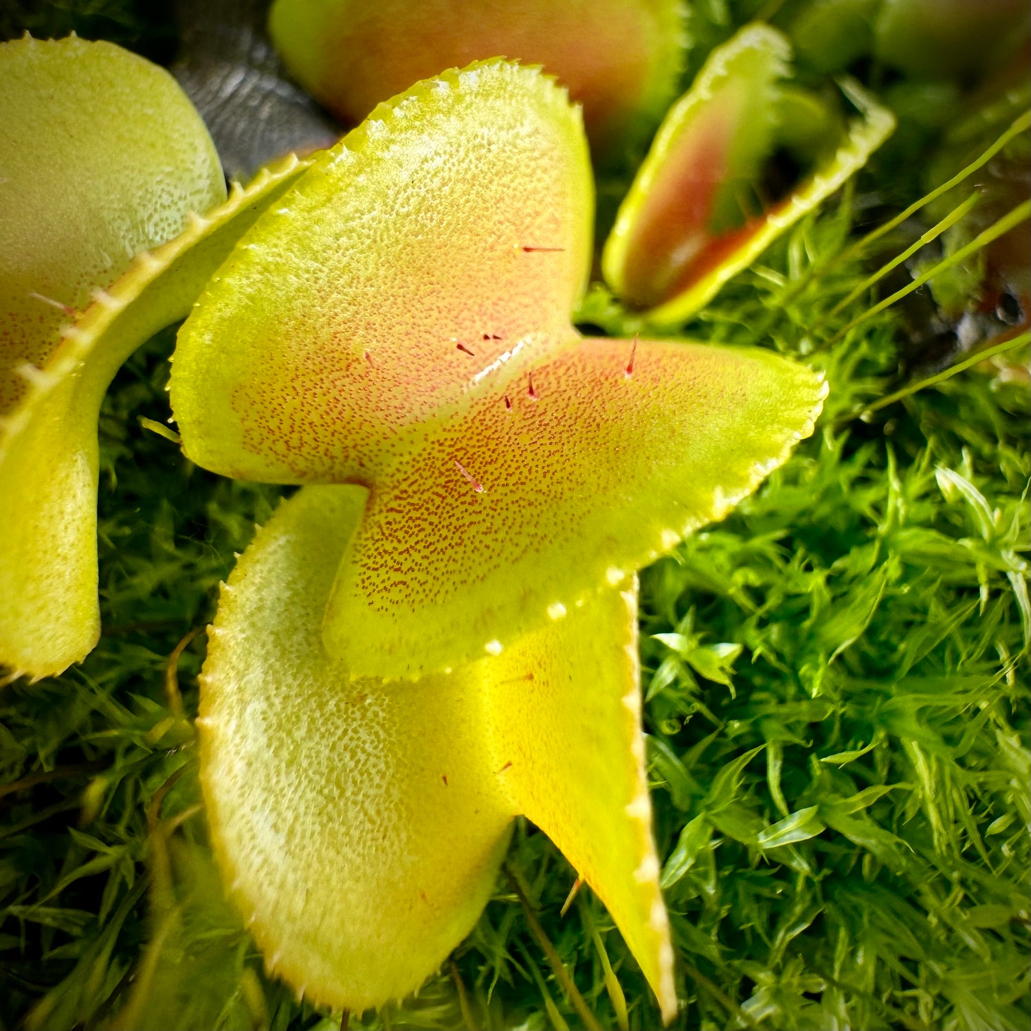 Dionaea m. “Hypatia” Potted