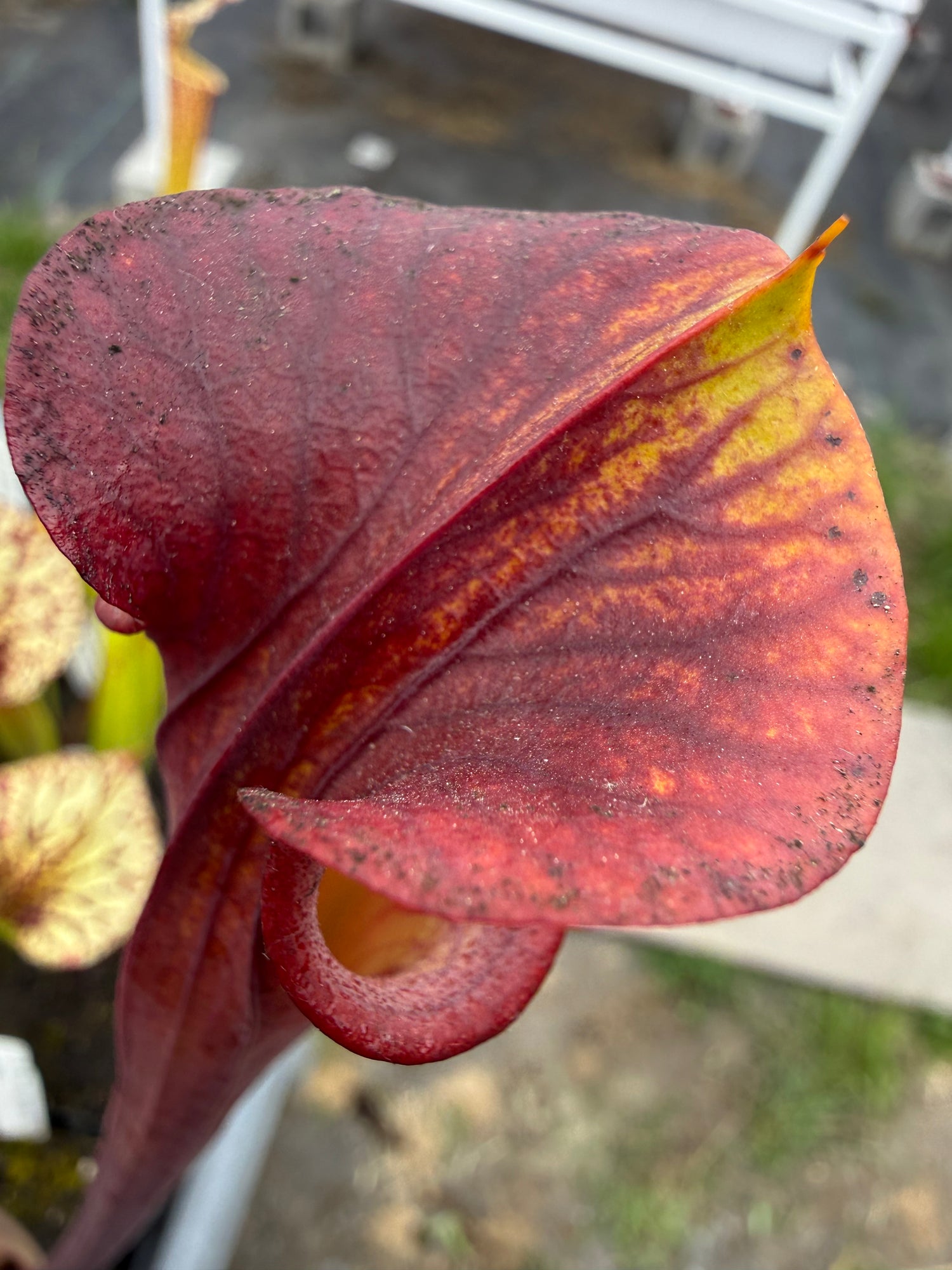 Sarracenia flava var rubricorpora x ( ‘Royal Ruby’ ) RC Potted