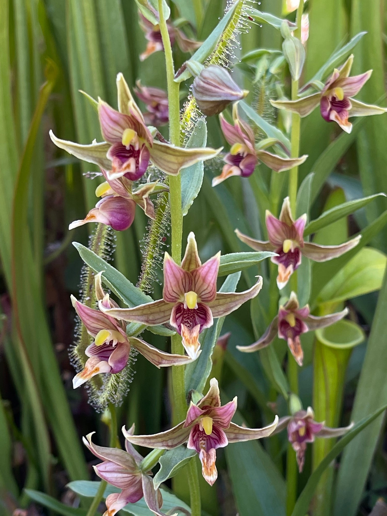 California Stream Orchid (Epipactis gigantea) Potted