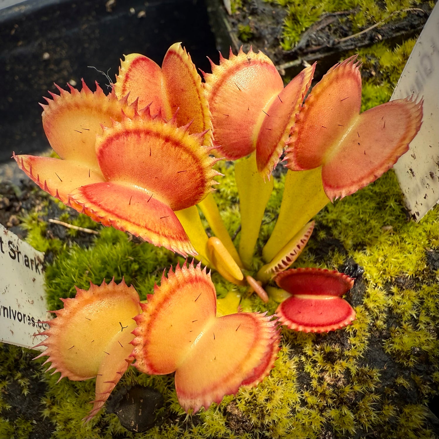 Dionaea m. “GJ Giant Shark” JH Potted