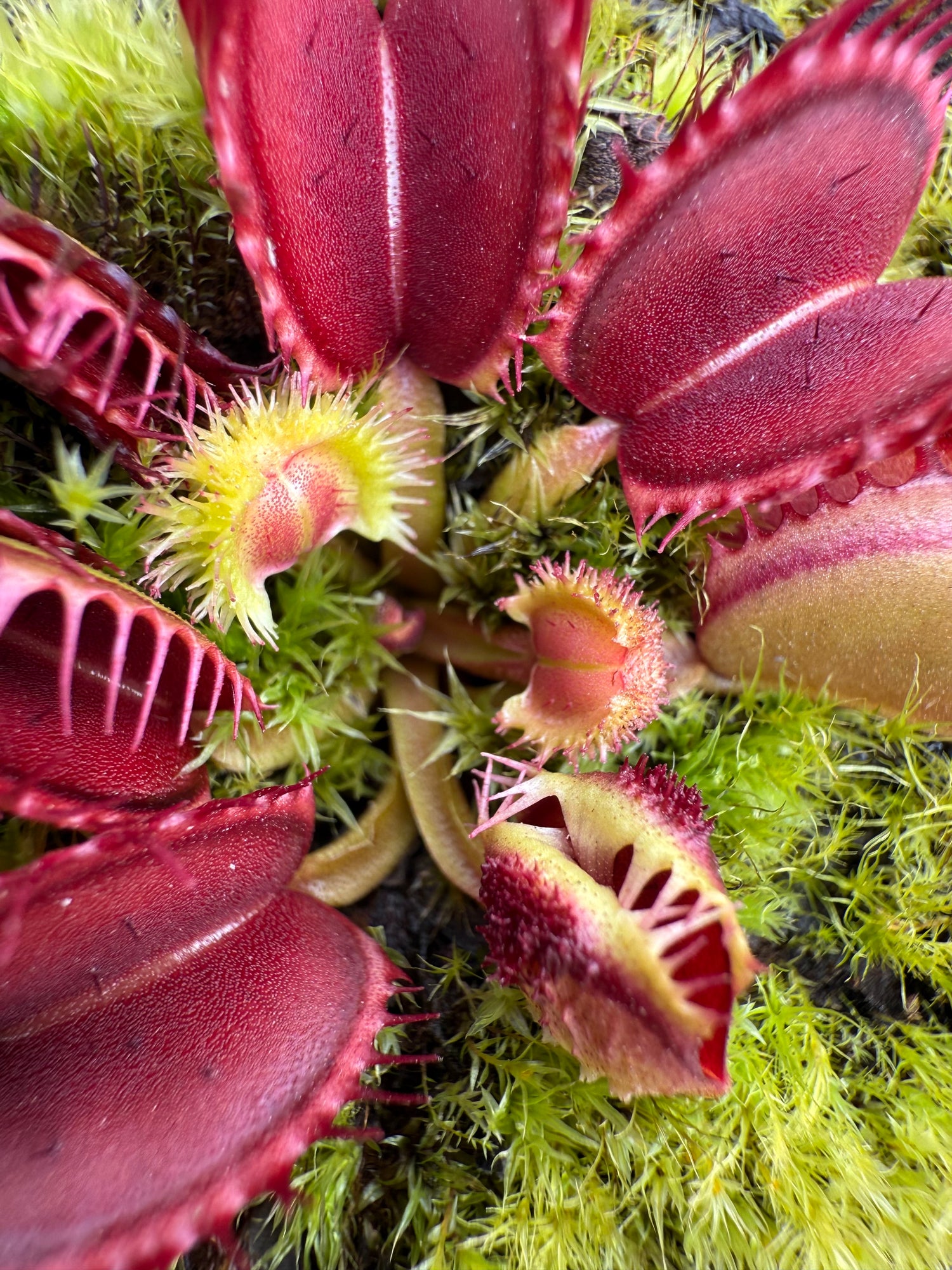Dionaea m. “GJ Hedgehog” JH Potted