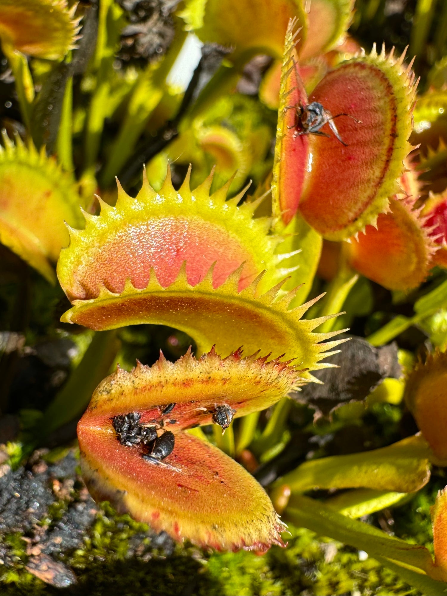 Dionaea m. 'Coq Couche' Potted