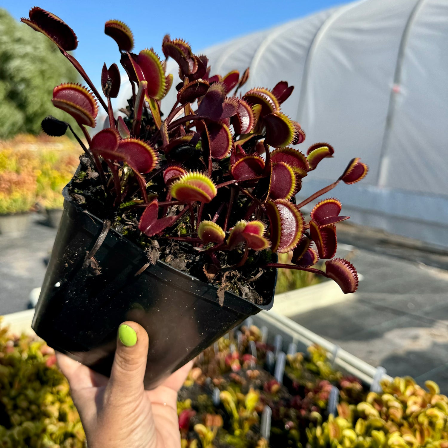 Dionaea m. 'Gold Strike' Potted