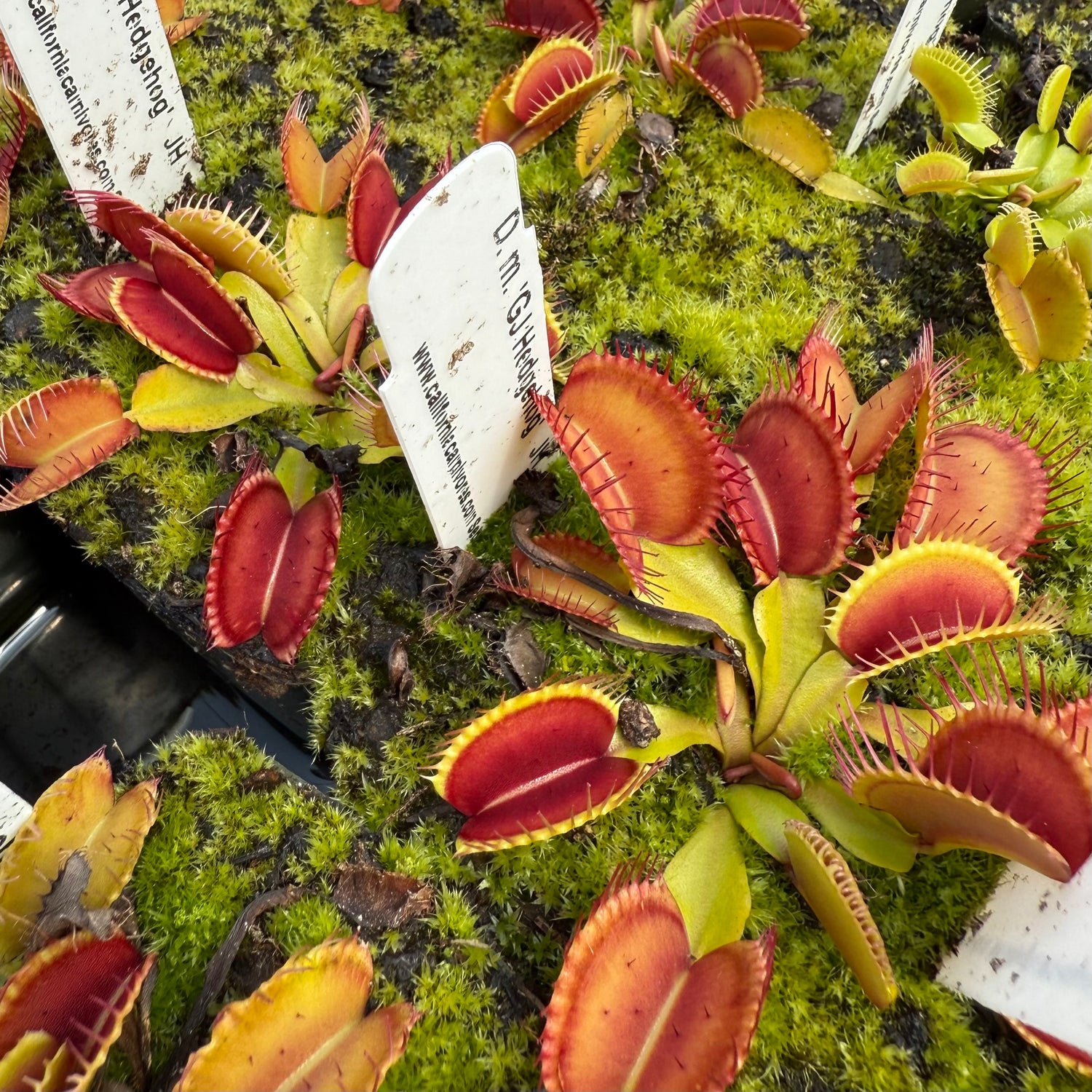 Dionaea m. “GJ Hedgehog” JH Potted