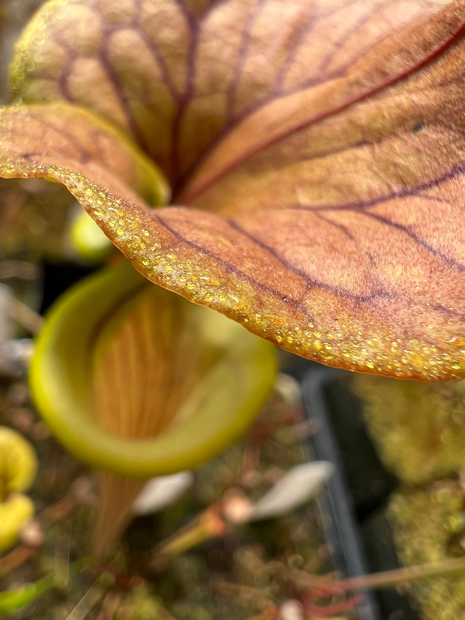 Sarracenia flava var. cuprea seed-grown Potted