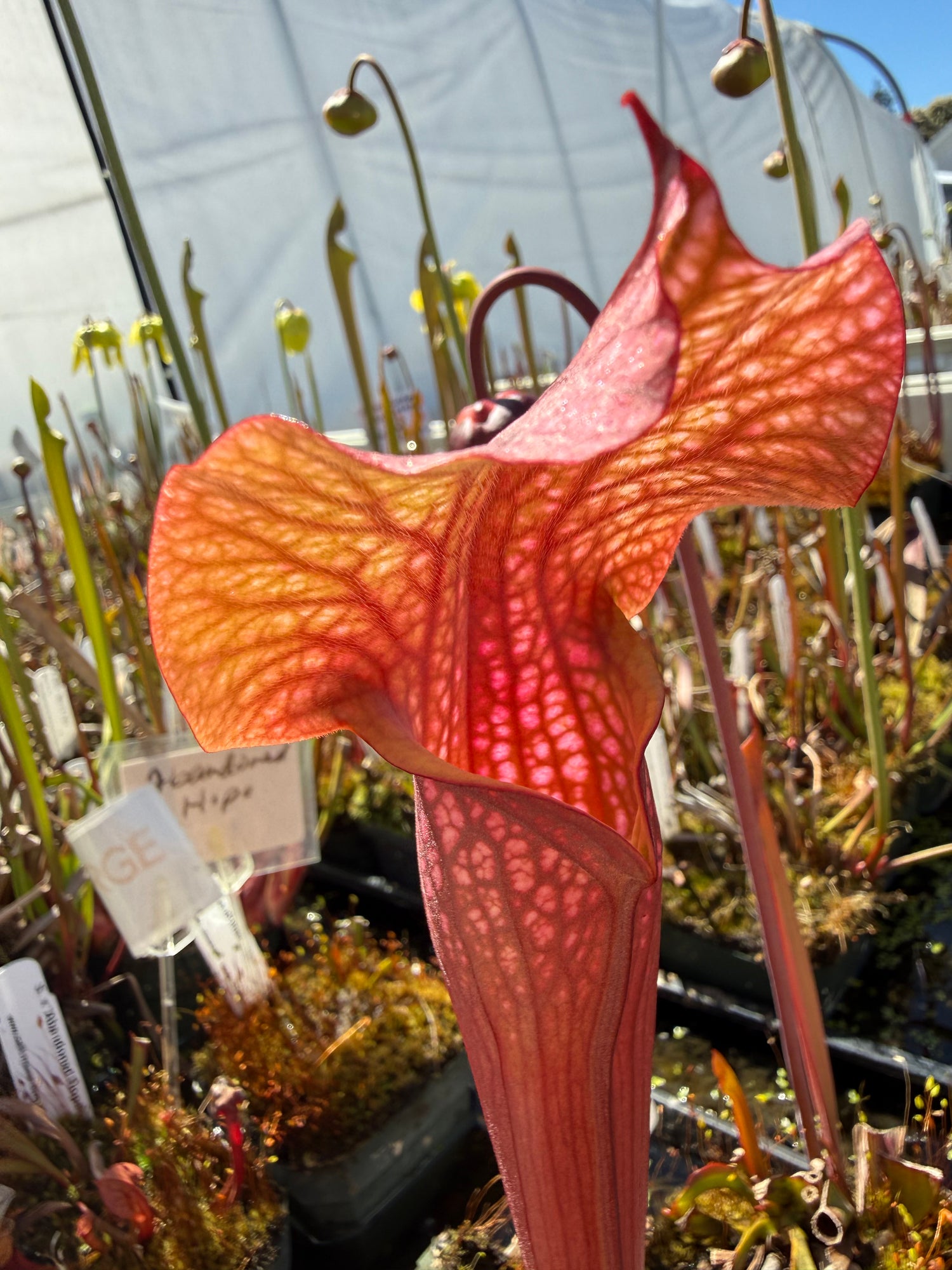 Sarracenia x ‘Purple People Eater’ Potted