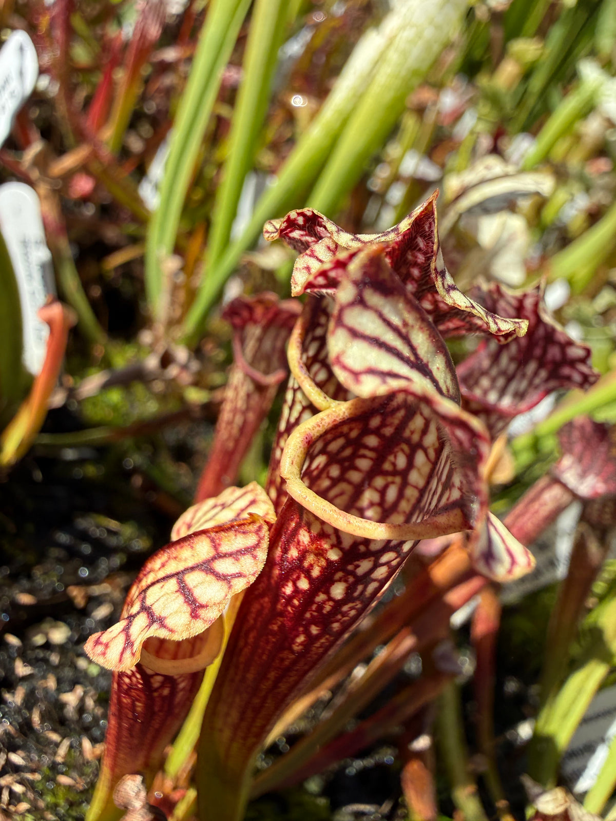 Sarracenia leucophylla HCW “Clone E” x alata “Black Tube Stone Co, MS, CO Select” Potted