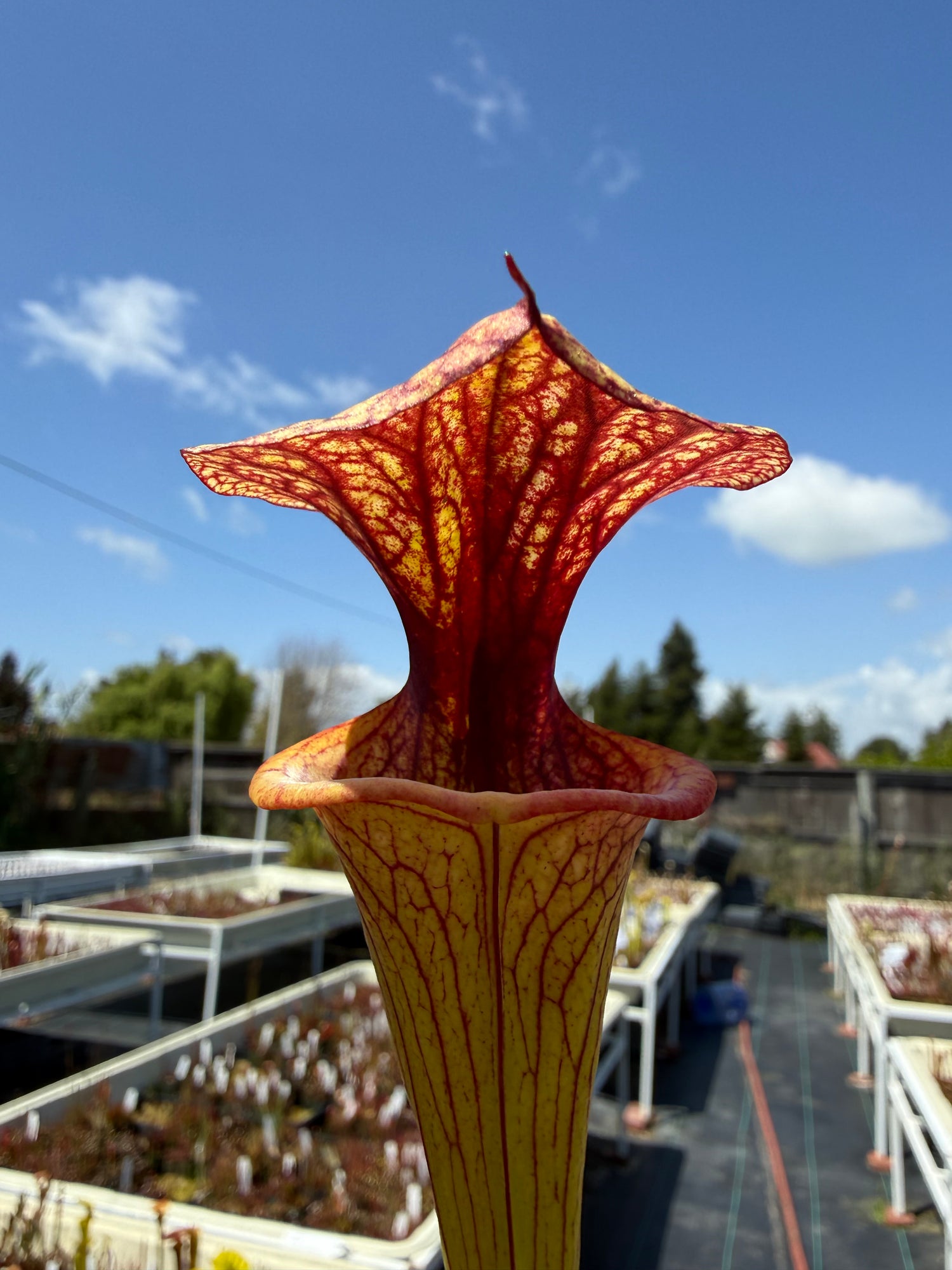 Sarracenia  ( x 'Caitrin Claire’ ) x flava rugelii 'Bud's Gargoyle’ Potted