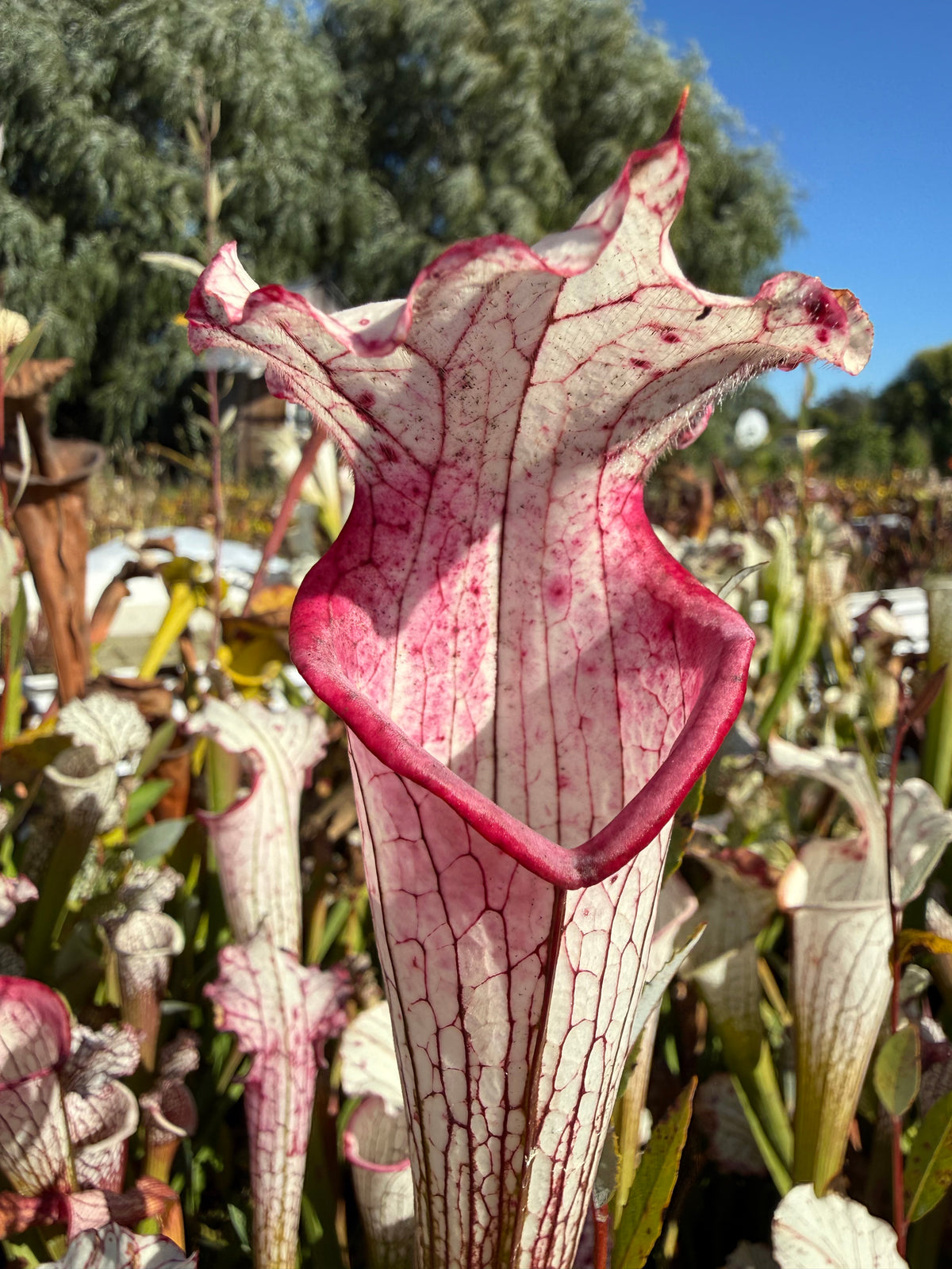 Sarracenia leucophylla “Aurora” Potted
