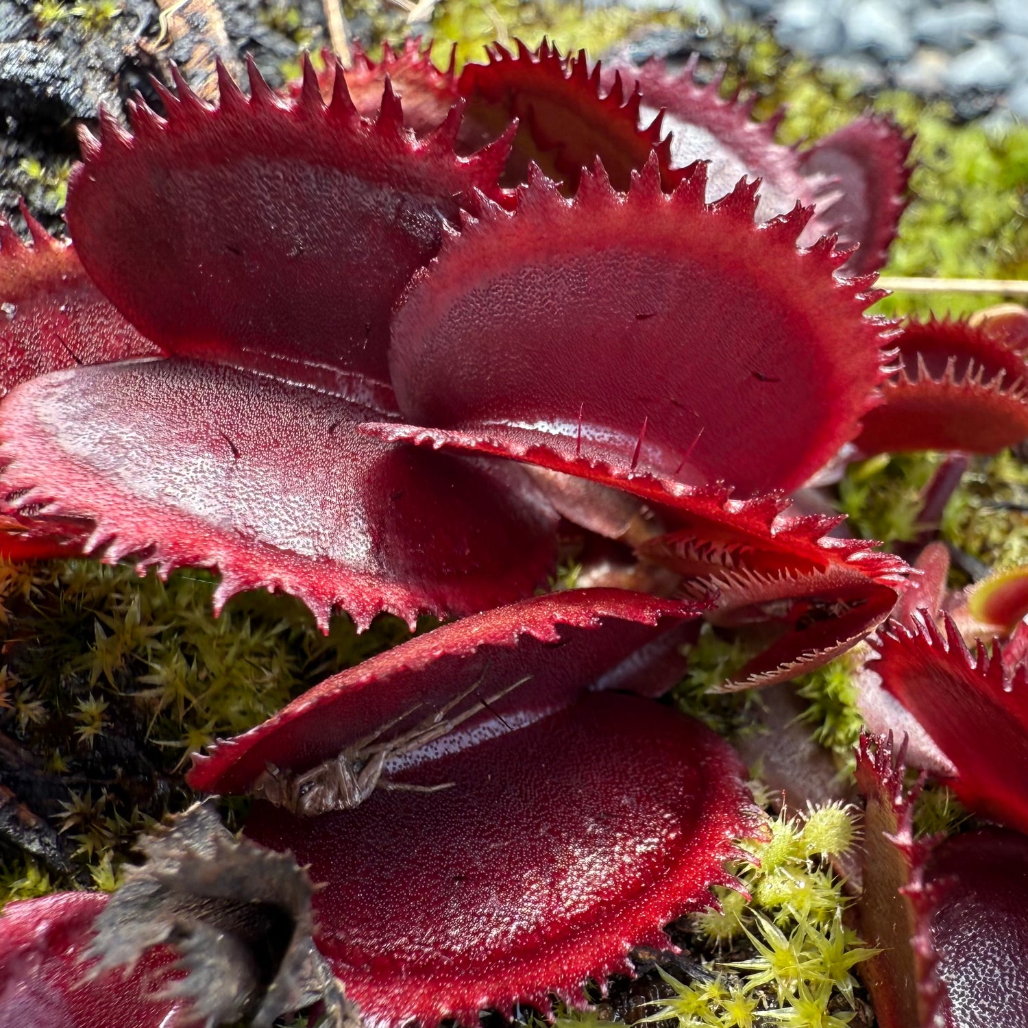 Dionaea m. ‘Pablo’s Red Dentate' Potted