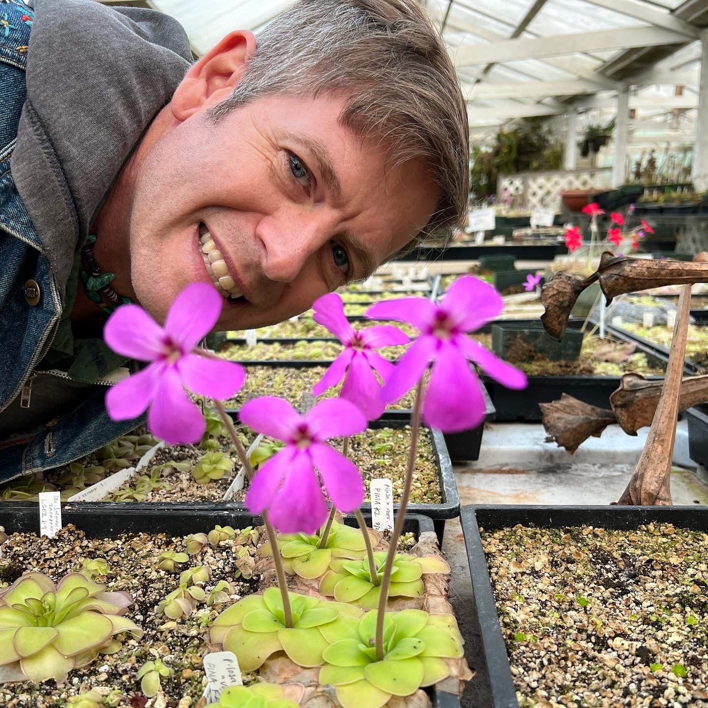 Pinguicula x "Ali Rose" BARE ROOT