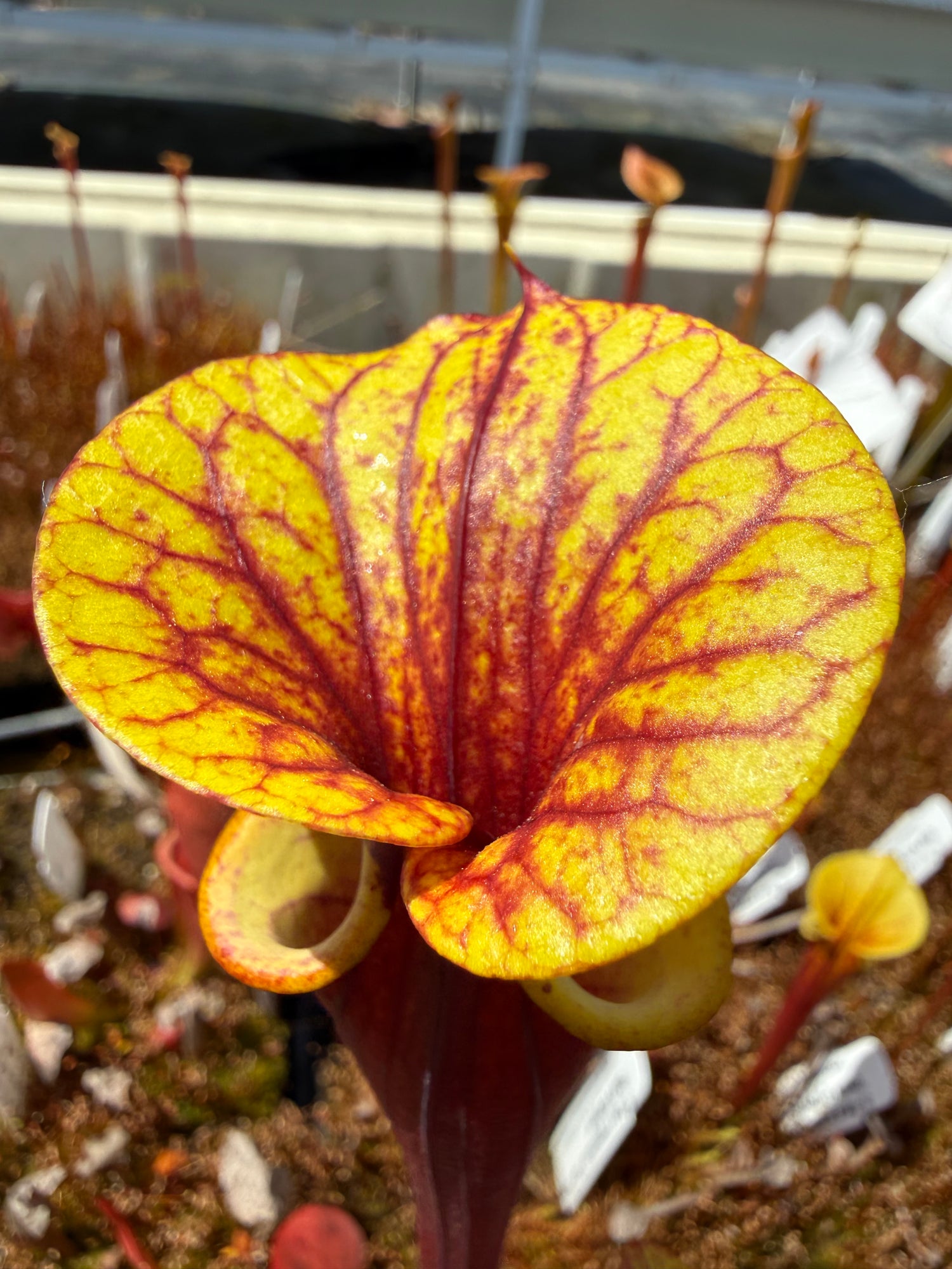 Sarracenia flava var. atropurpurea “Our Darkest” x flava var rugelii ‘Bud’s Gargoyle’ Potted