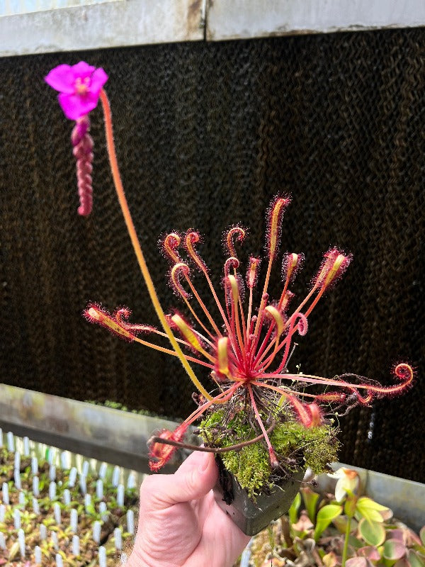 Drosera capensis Scorpio
