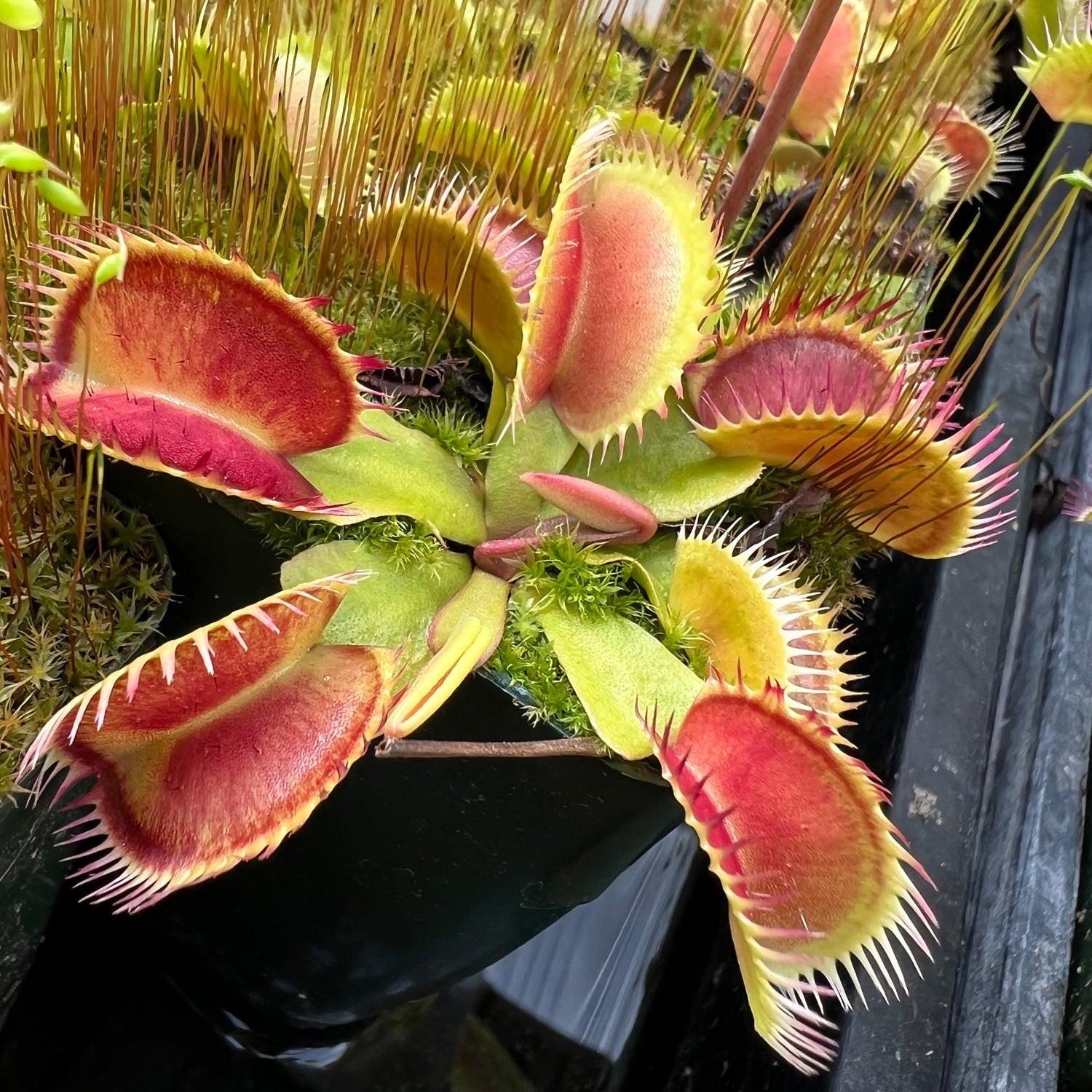 Dionaea m. 'Louchapates' Potted