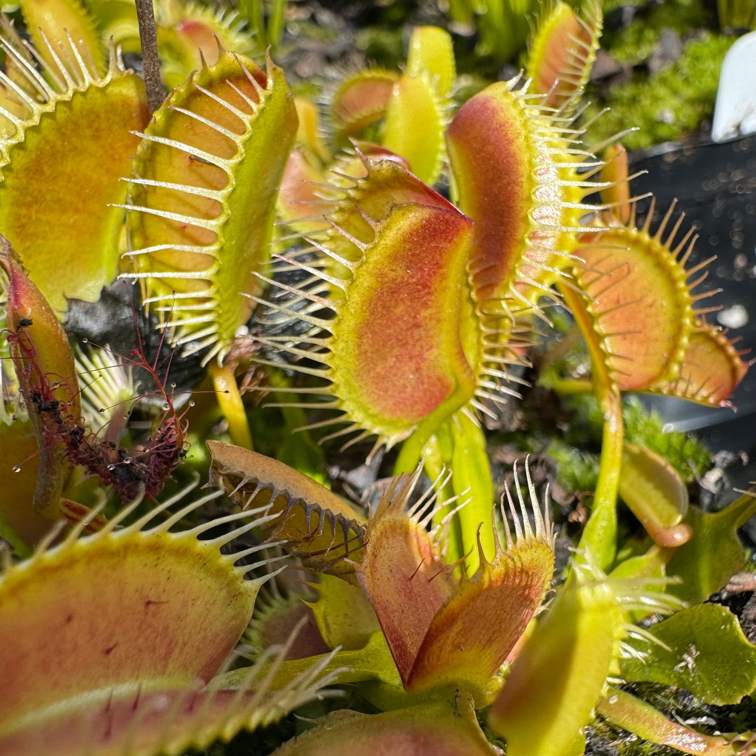 Dionaea m. 'Kayan' Potted