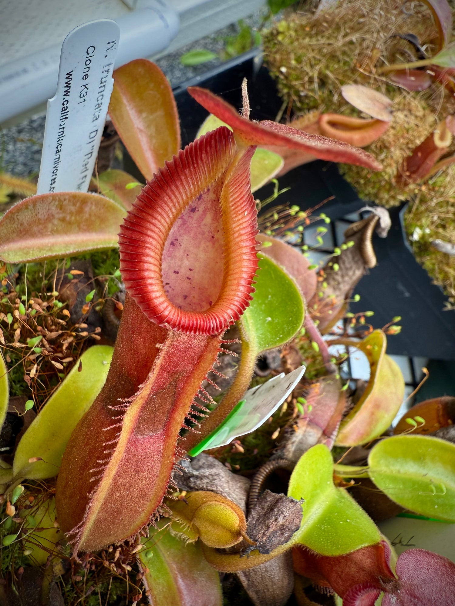 Nepenthes truncata (D) “Red Flush” x edwardsiana “giant” CalCarn TC Potted