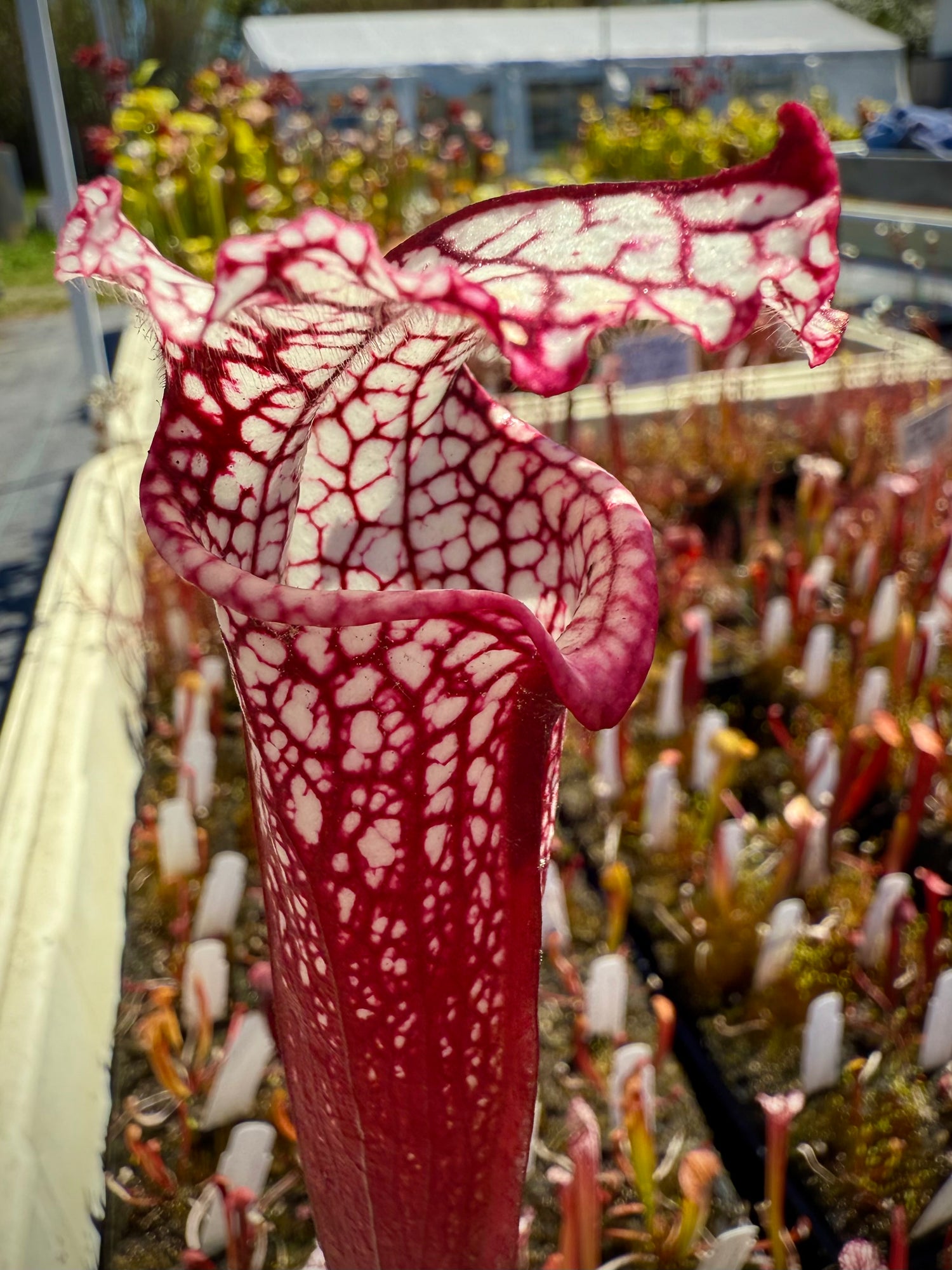 Sarracenia leucophylla Baldwin Co. “Great Lip” x leuc. ‘Calen’s Super’ Potted