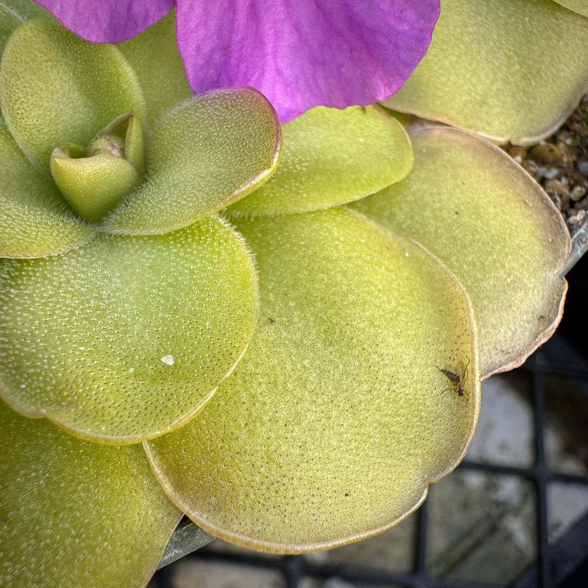 Pinguicula x ‘Dusky Heart’ BARE ROOT