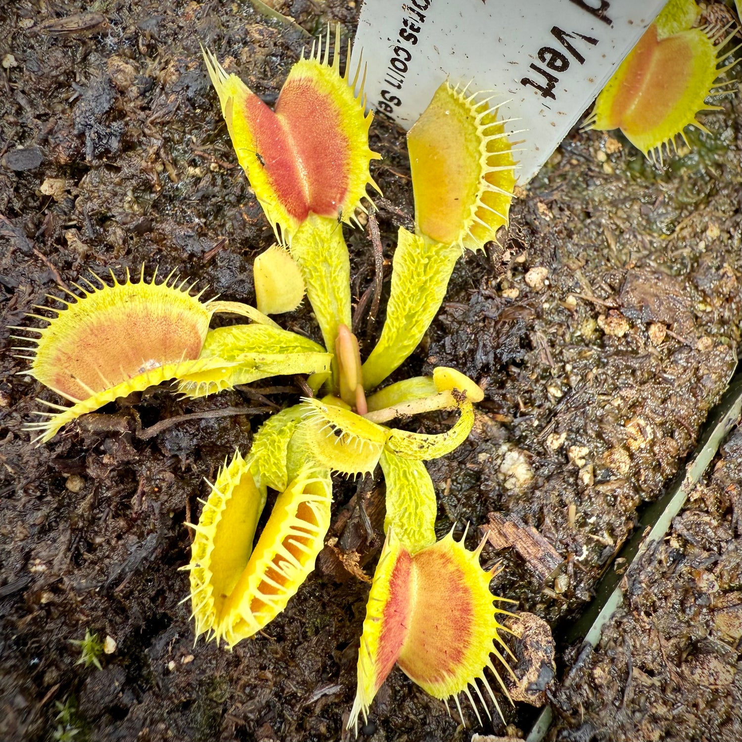 Dionaea m. ‘Lezerd Vert’ Potted