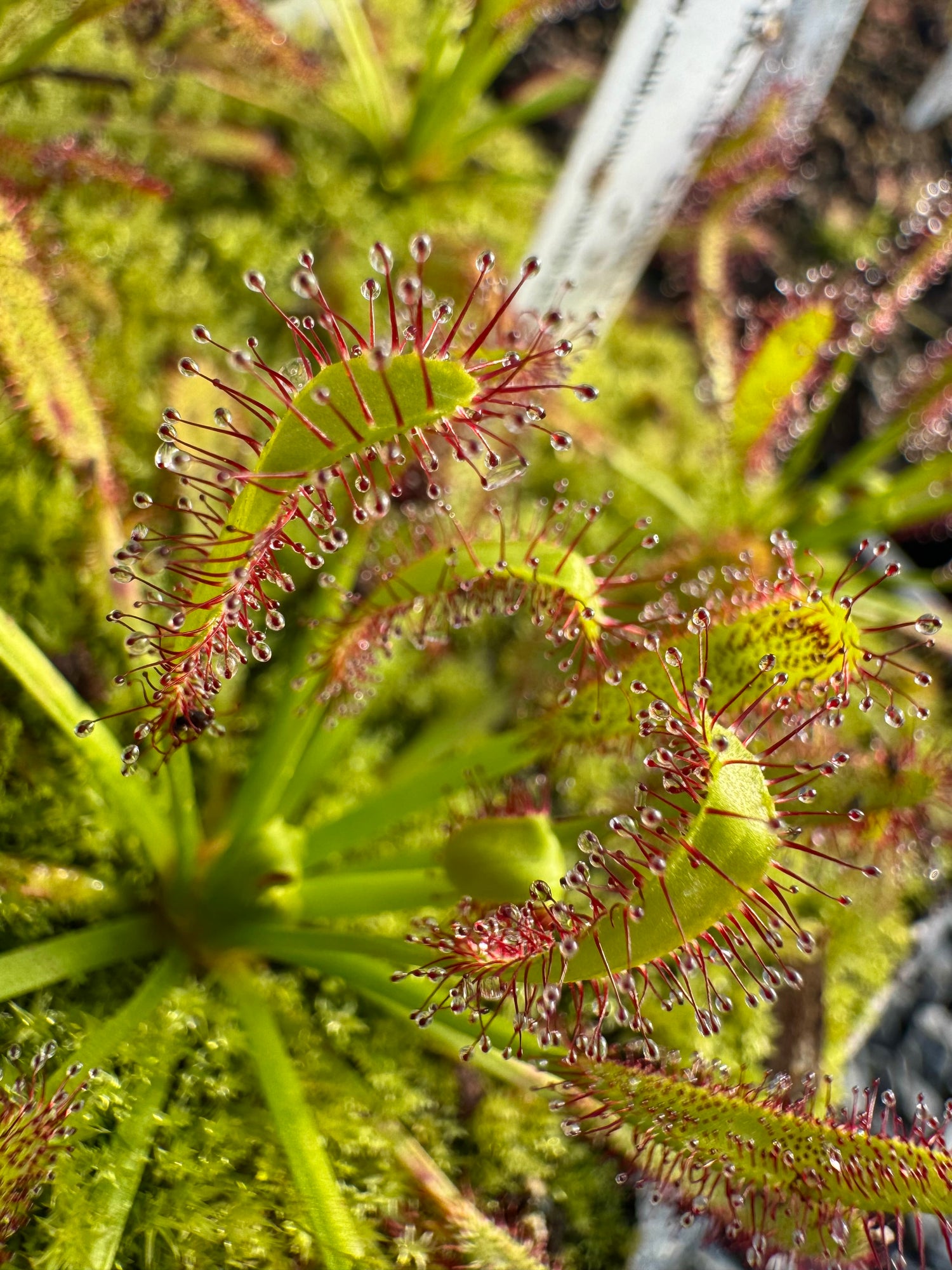 Drosera x 'Spoon Fed' Potted