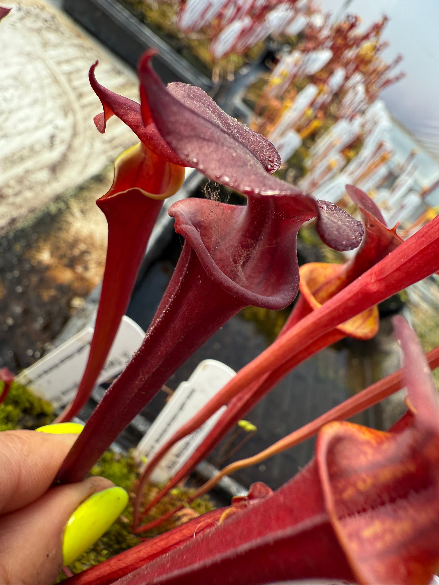 Sarracenia flava “Waccamaw Mix” Potted