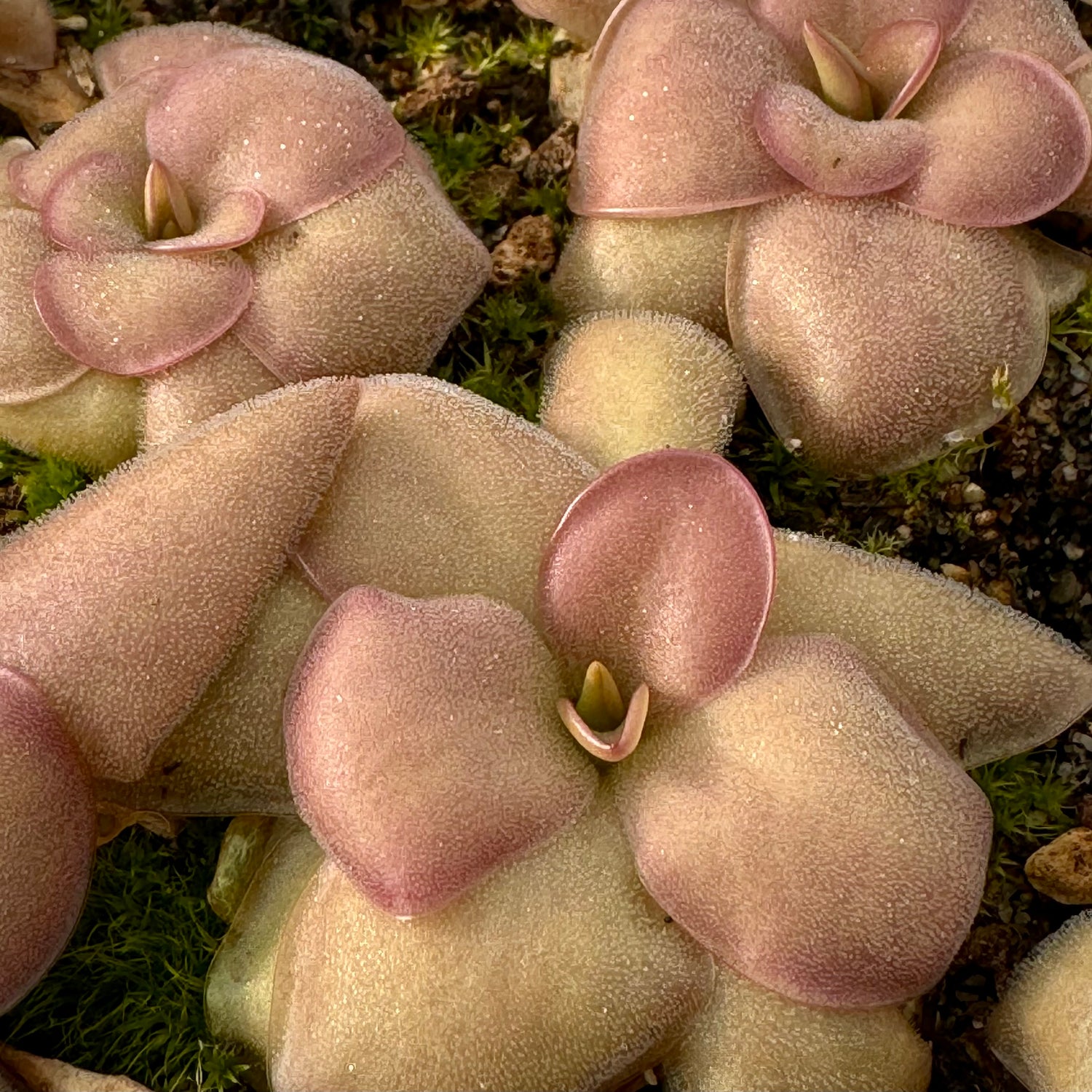 Pinguicula x ”Mehitable” BARE ROOT