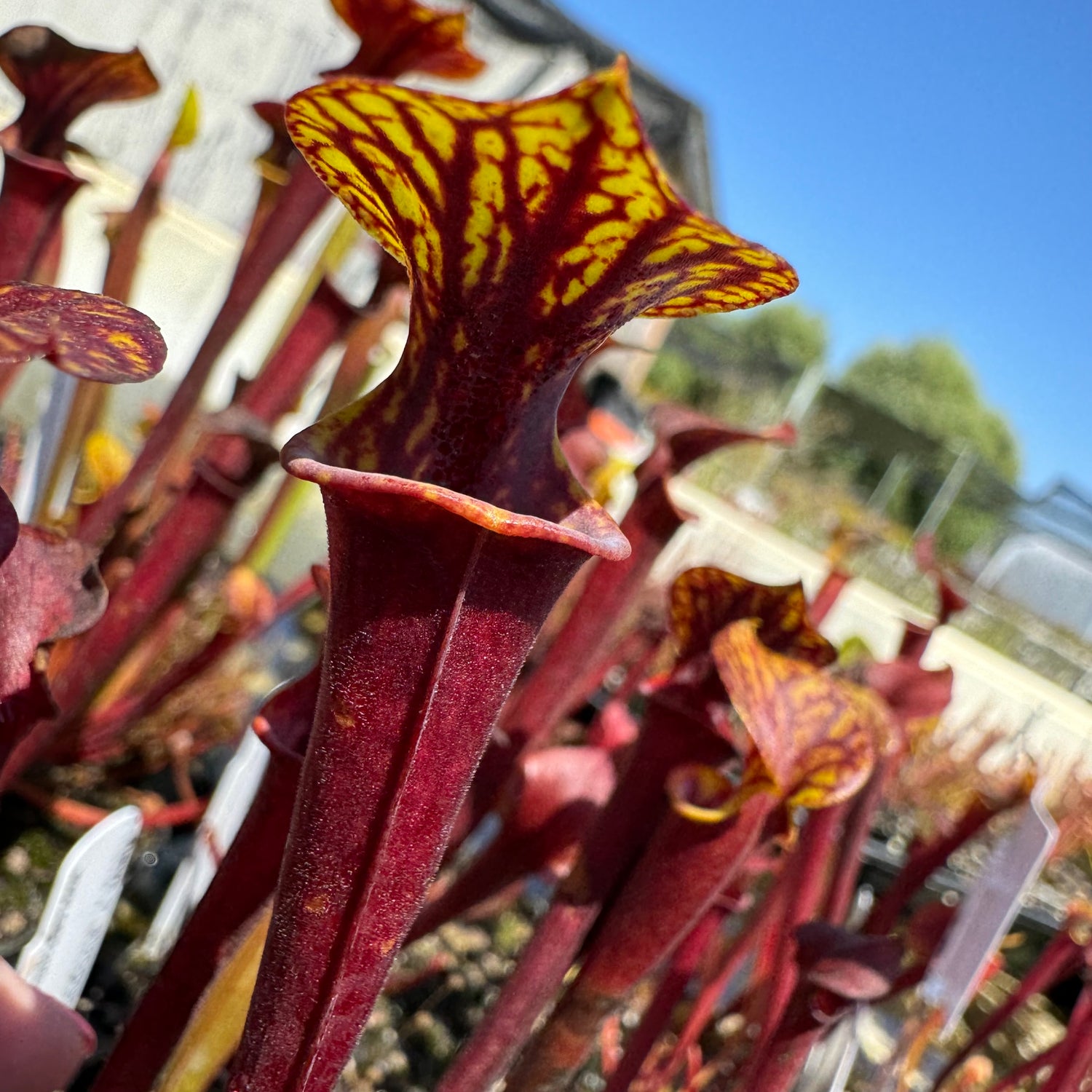 Sarracenia flava var atropurpurea x flava ‘Bronze’ Potted