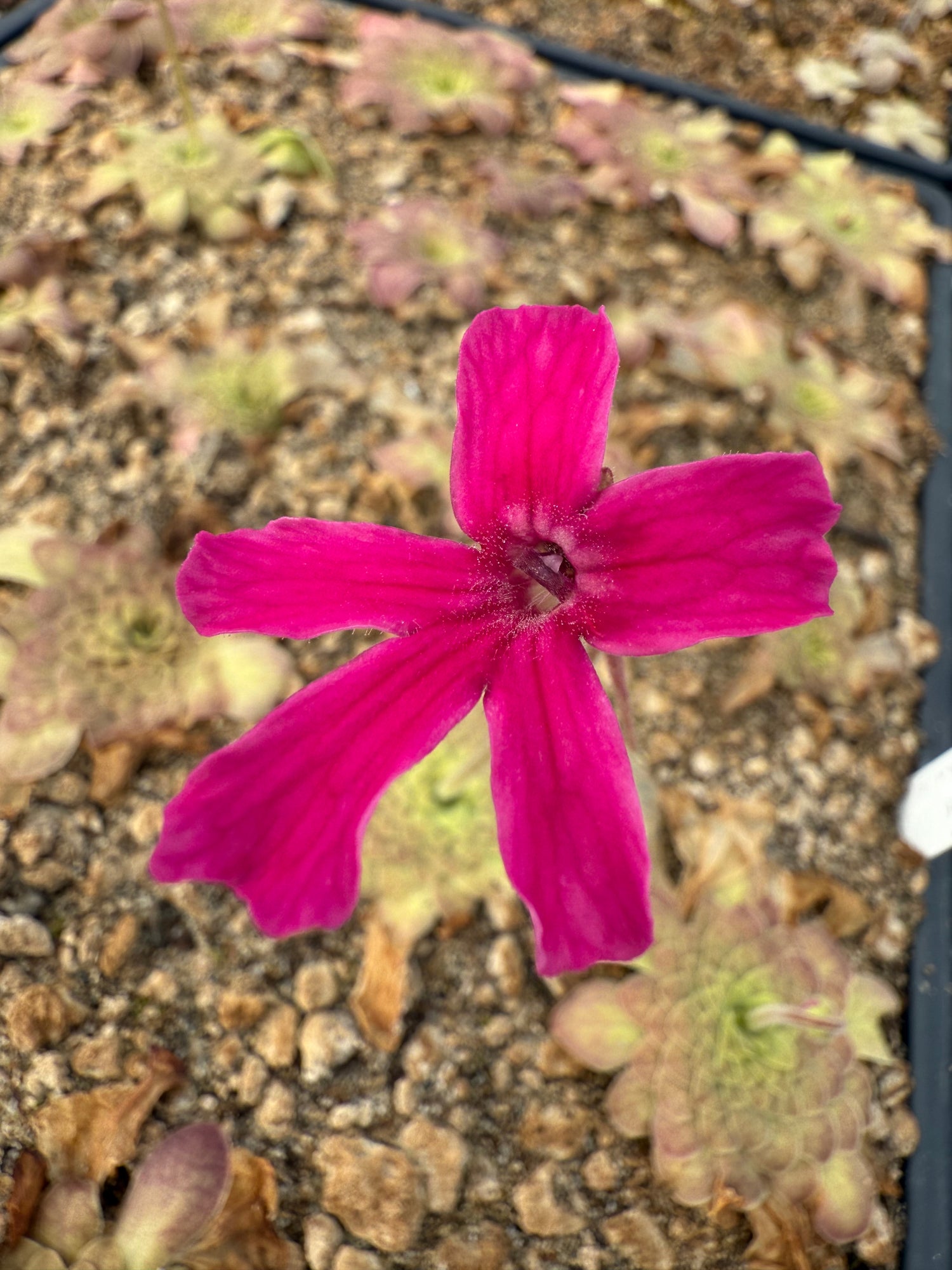 Pinguicula x “Malibu Barbie” BARE ROOT