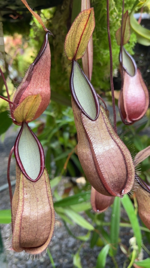 Nepenthes tentaculata “Gng. Tambusisi” Potted