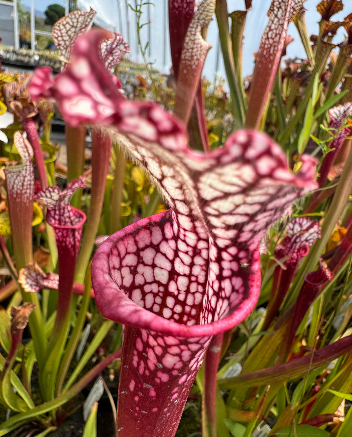 Sarracenia leucophylla "Hot Pink, Botanique, Baldwin Co, AL" Potted