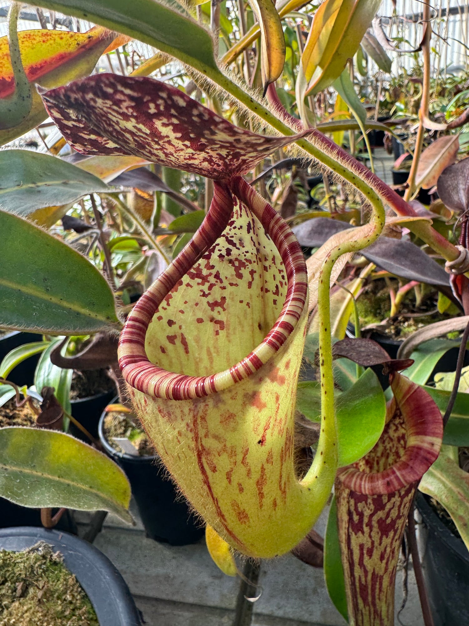 Nepenthes glandulifera Seed-Grown CalCarn Potted
