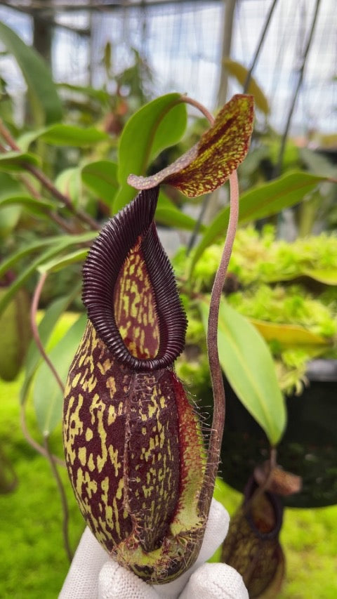 Nepenthes ( x ‘Lady Pauline’ ) x hamata “Tambusisi” Potted