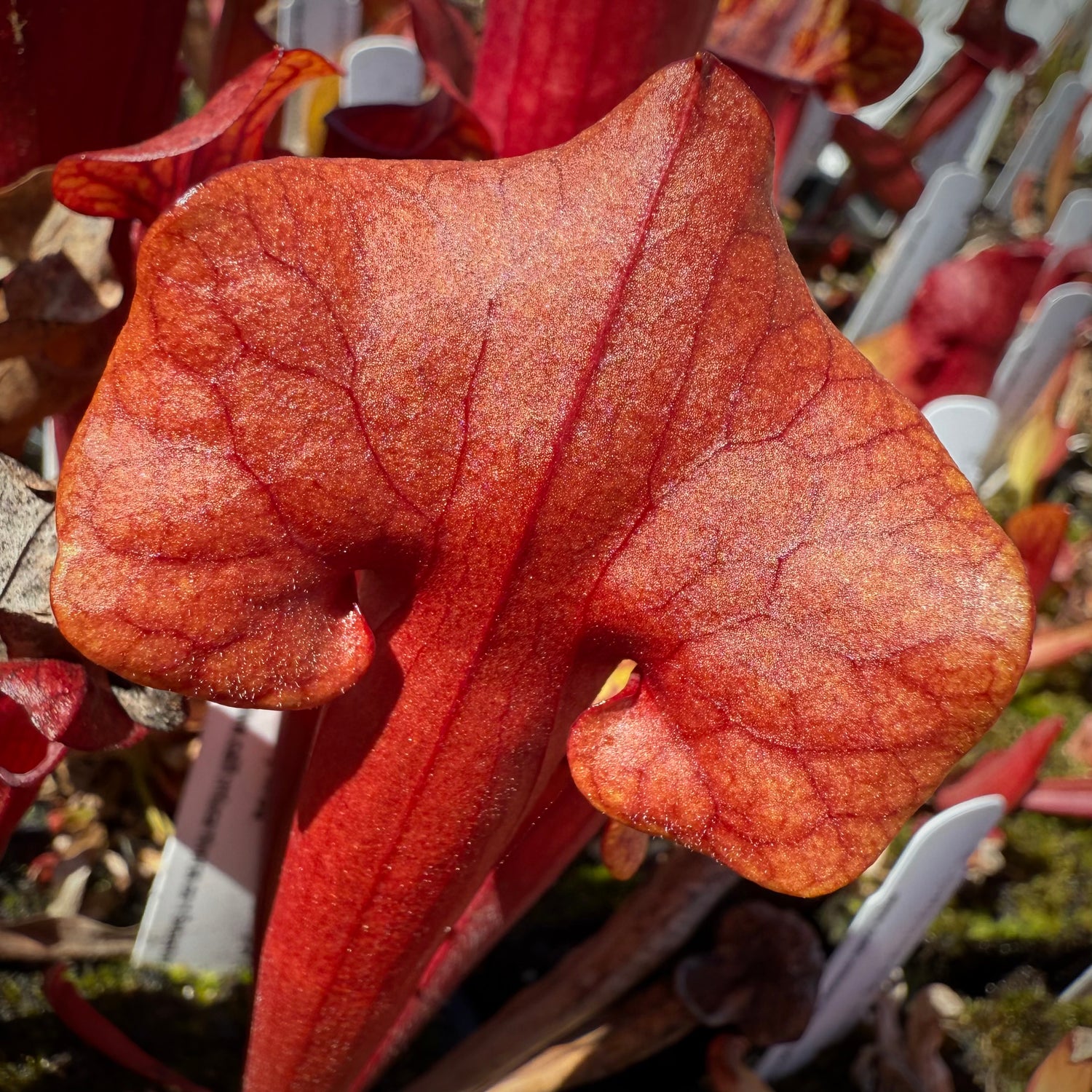 Sarracenia [( x ‘Royal Ruby’ ) x purp venosa ‘Red Ruffles’] x flava var. atropurpurea Potted